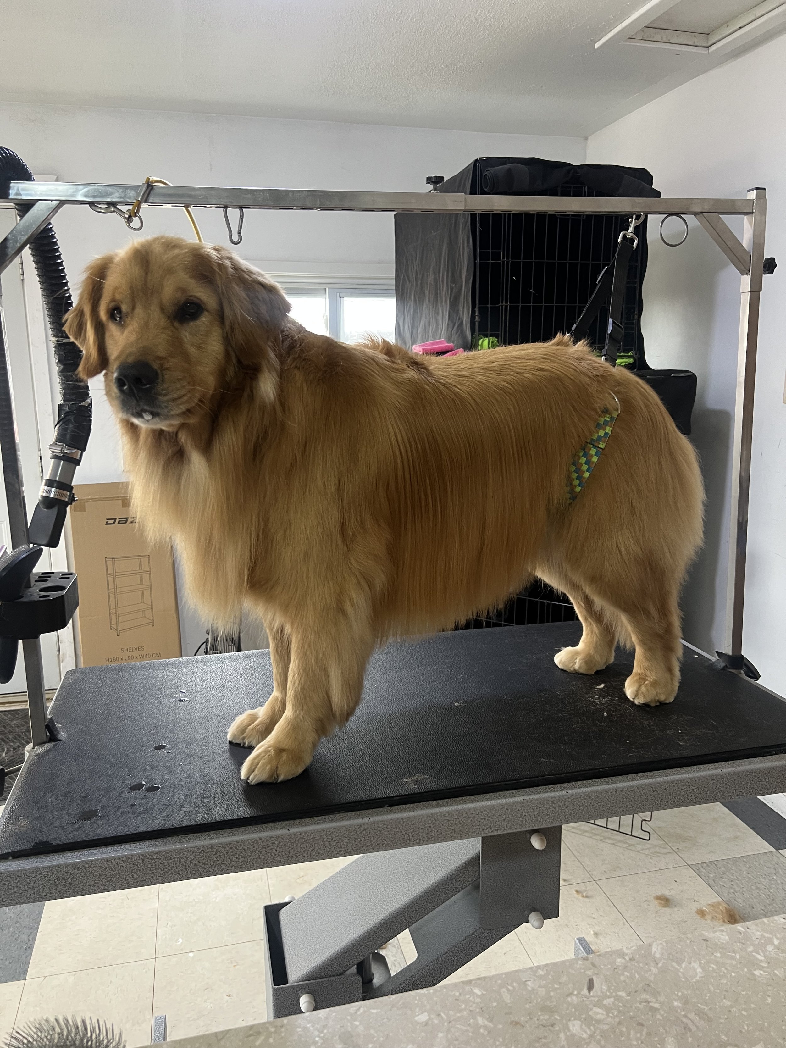 a golden retriever getting a full groom and standard breed trim at Pet Town Grooming Elora