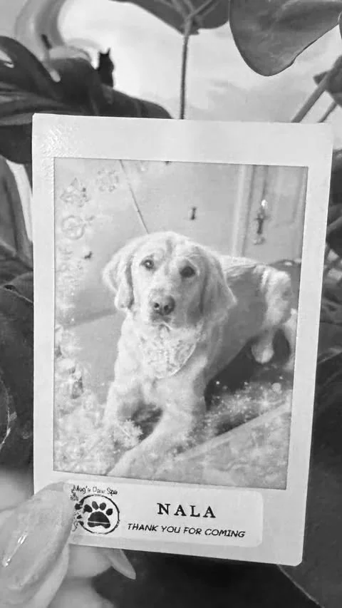 Photo of a thank you card featuring a dog named Nala, with the text "Thank you for coming."