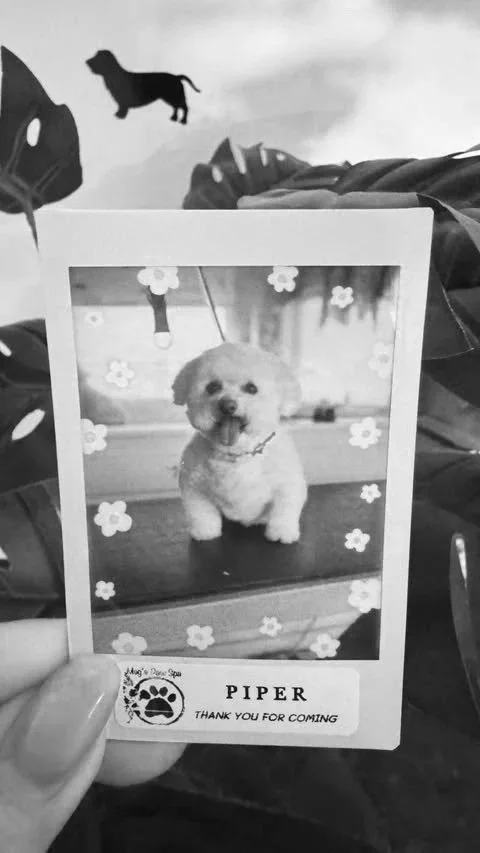A framed photo of a small fluffy puppy with a collar, sitting indoors with floral decorations on the frame. The frame includes a logo of a paw print and a thank you message from a pet spa. In the background, there are large leaves and a small silhouette of a dog on the wall.