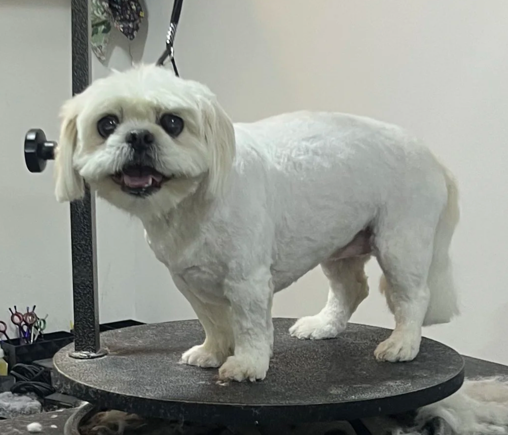 A shih tzu getting a summer shave full groom at Pet Town Grooming Wellington County