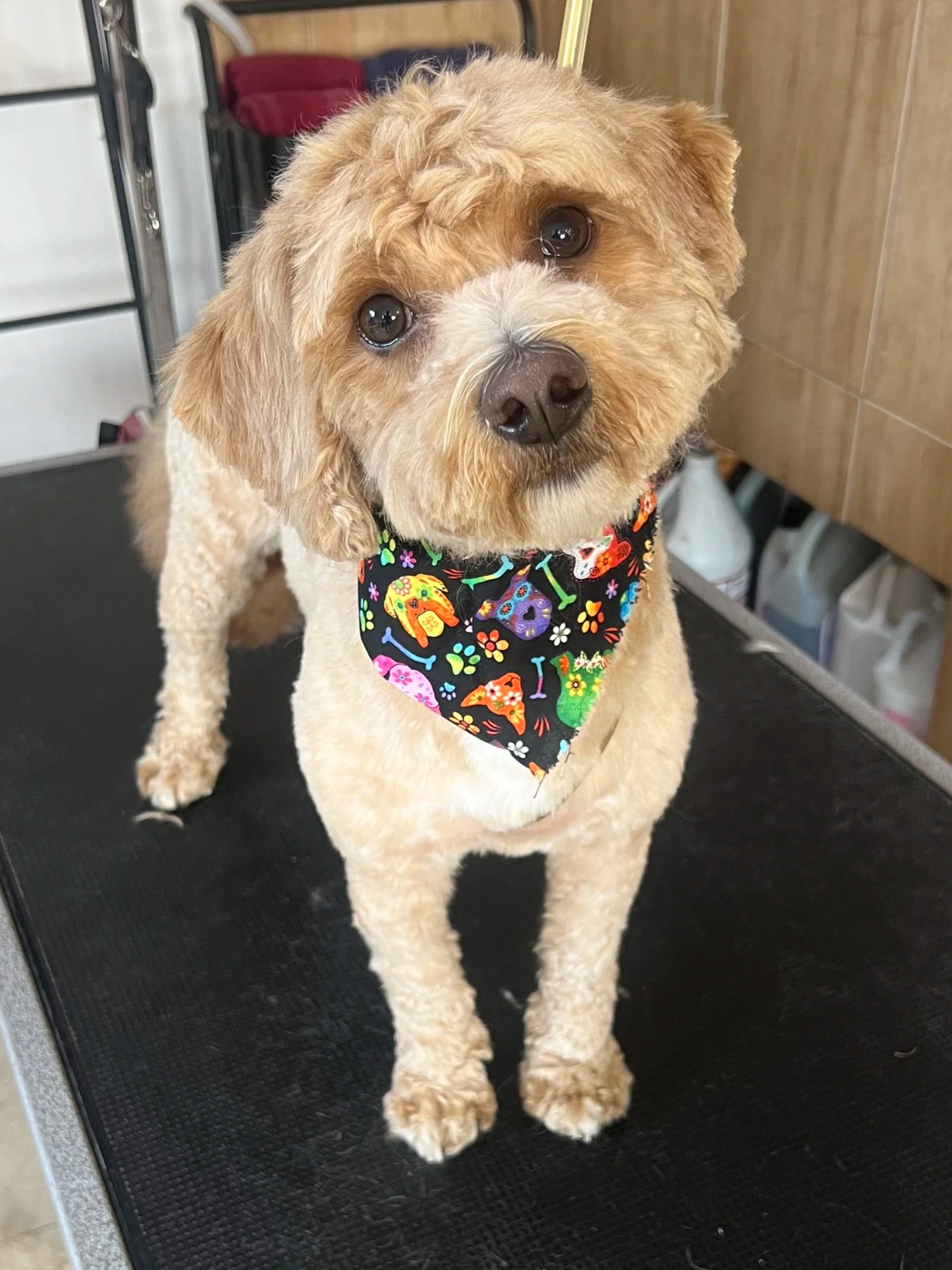 Cockapoo after groom