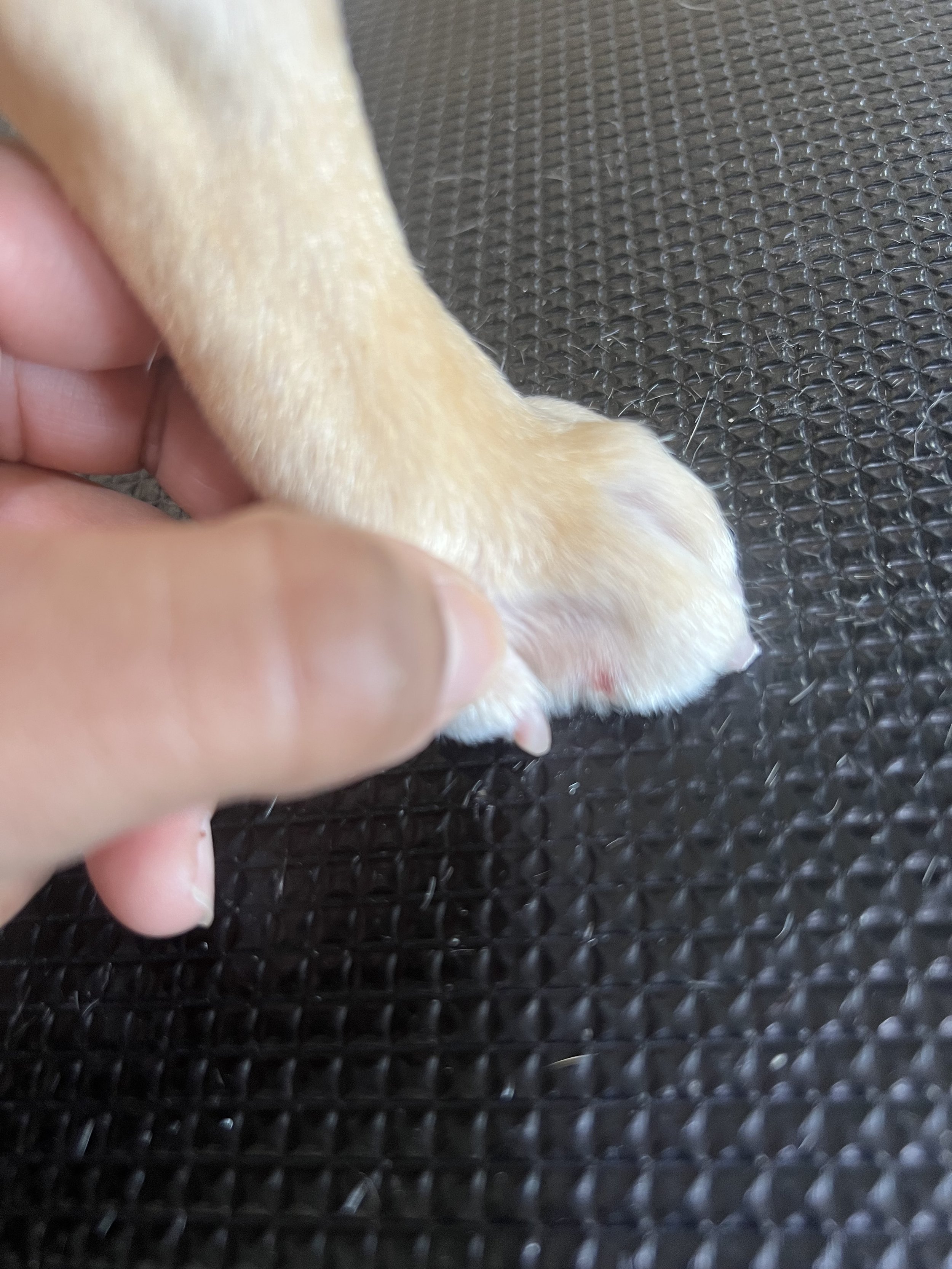French bull dog getting a walk-in nail trim without an appointment at Pet Town Grooming