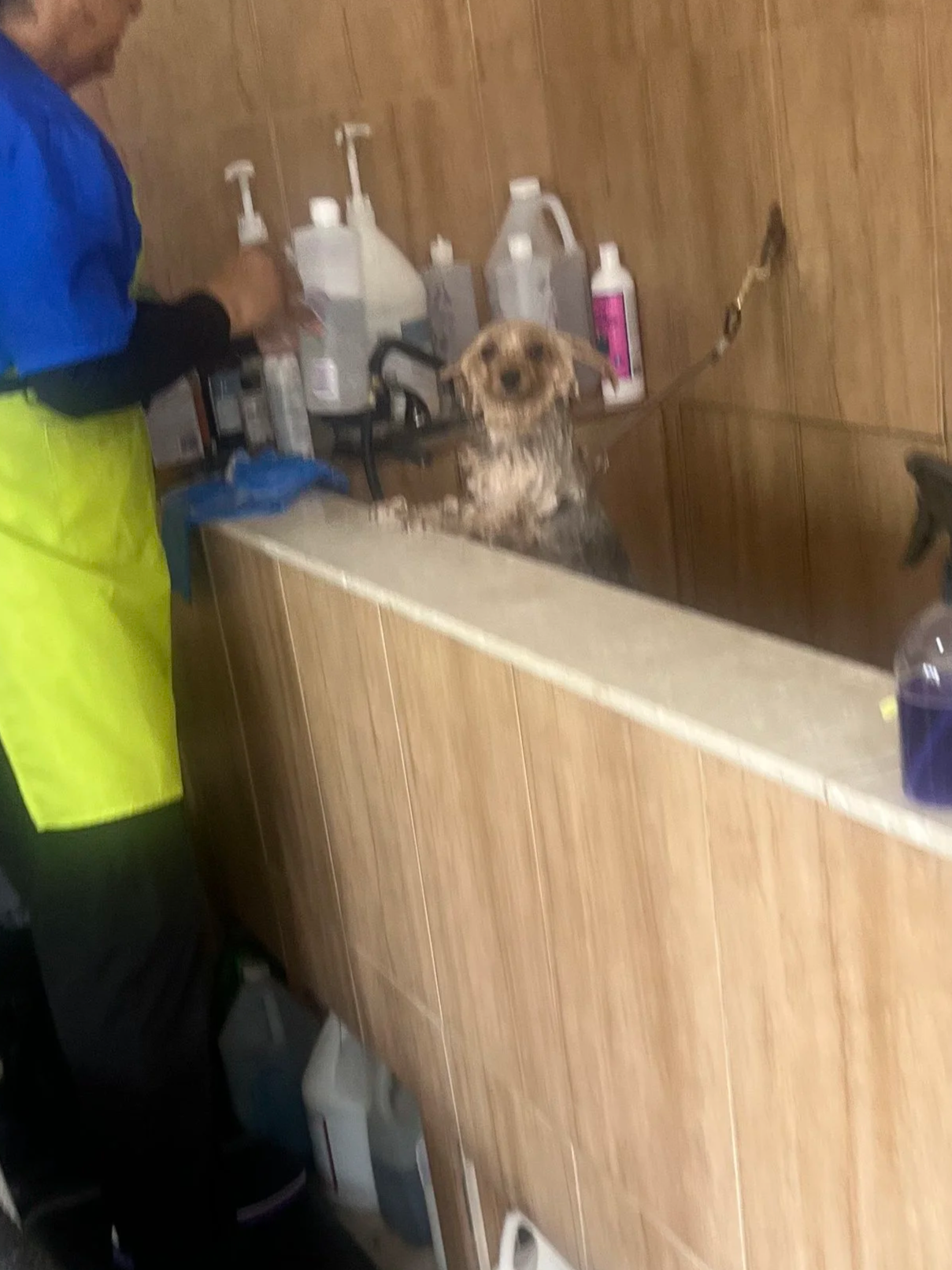 Yorkshire terrier getting a yorkie bath with our professional dog groomer