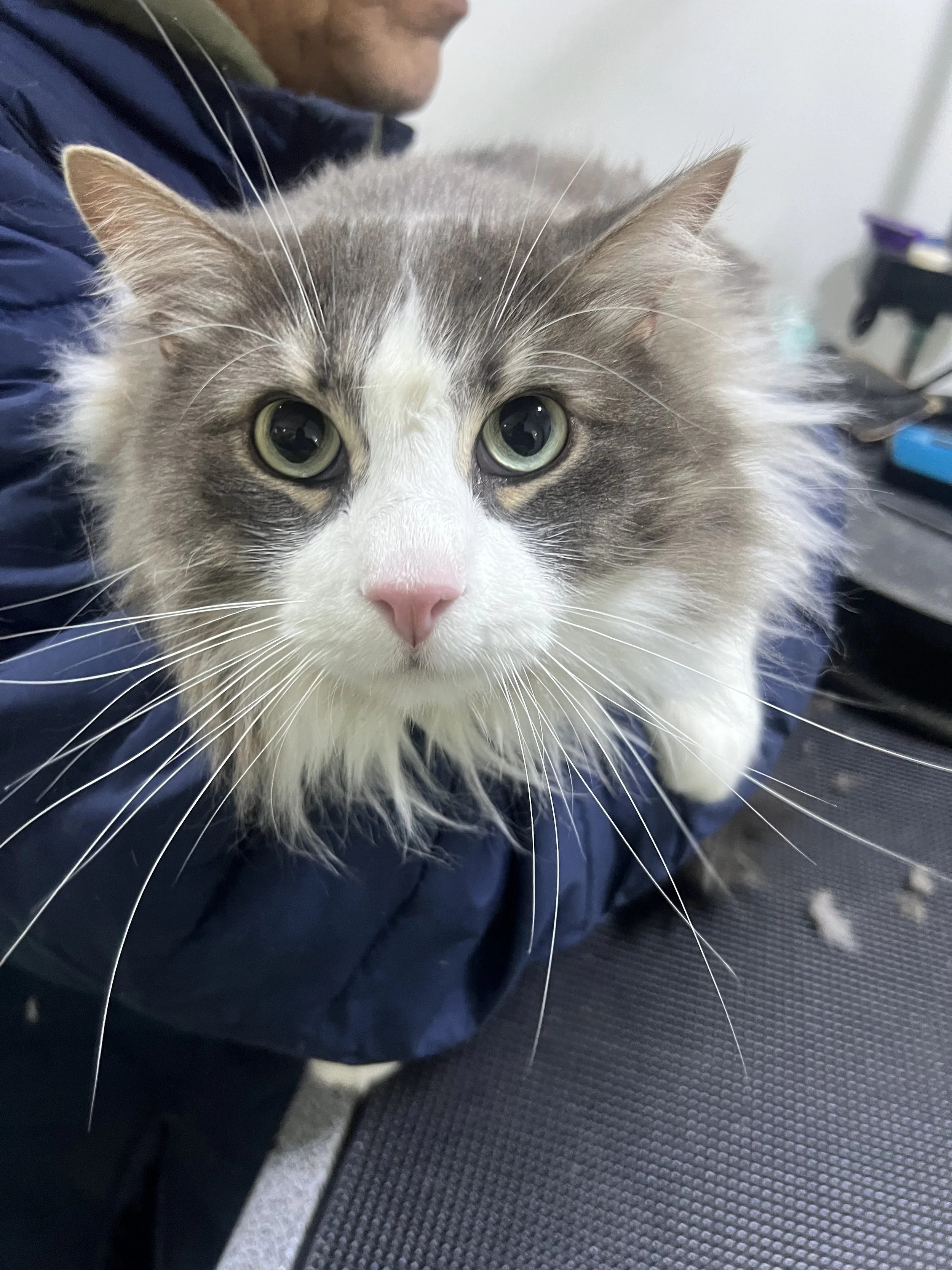 cat grooming at our pet spa