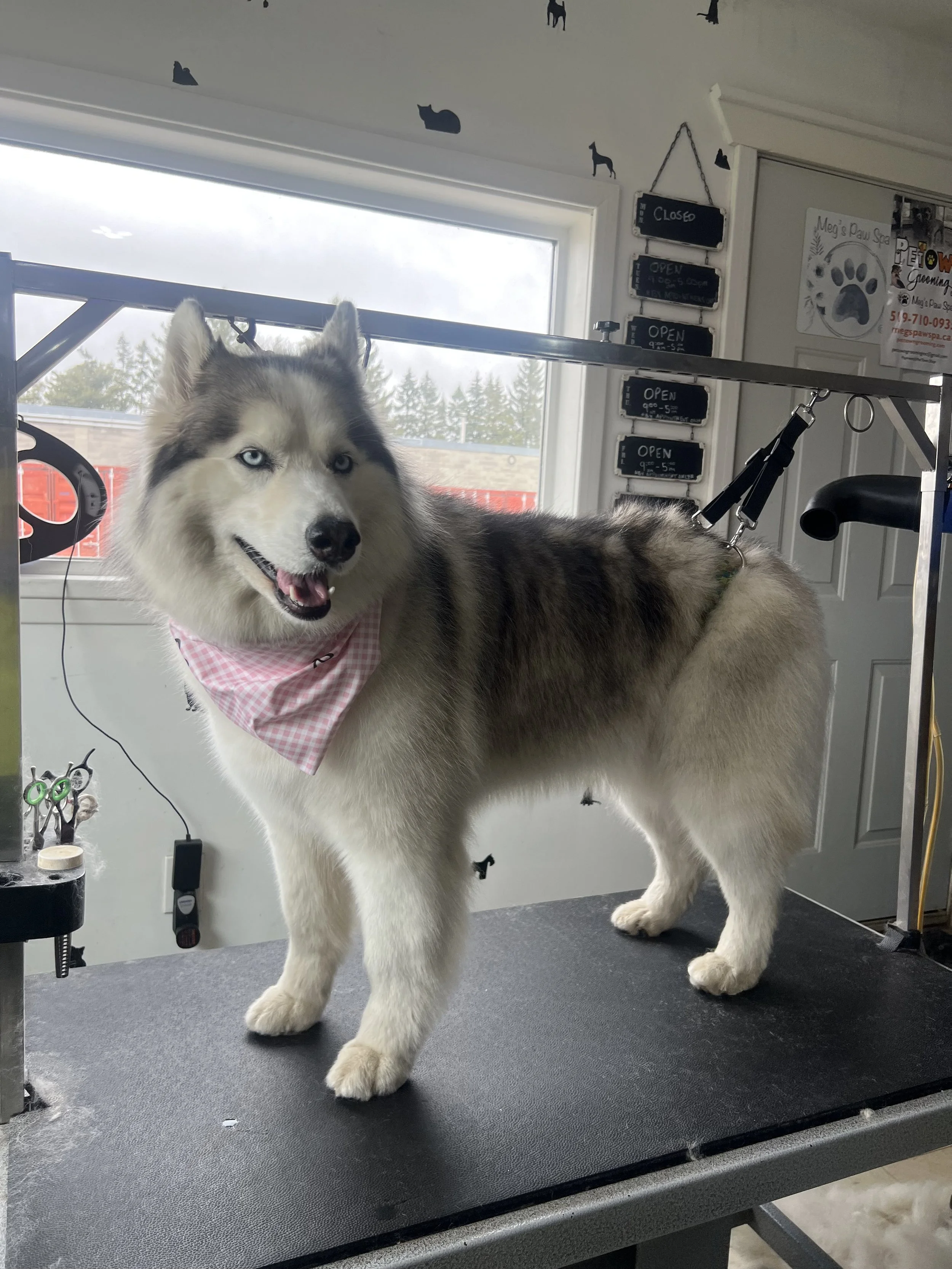 Husky after a Bath and tidy dog groom service