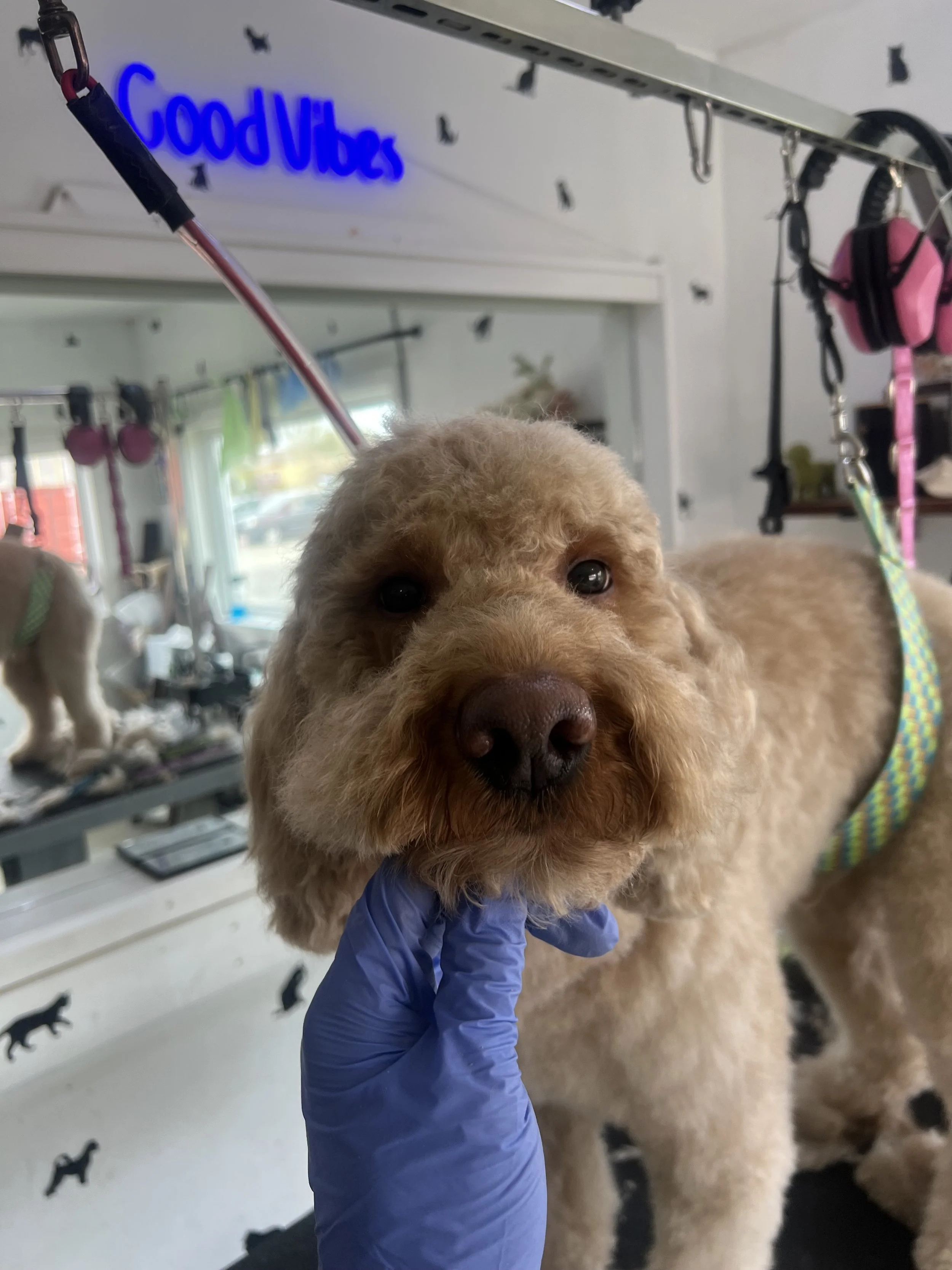Cockapoo in the middle of getting a full dog groom at Pet Town Grooming Inc