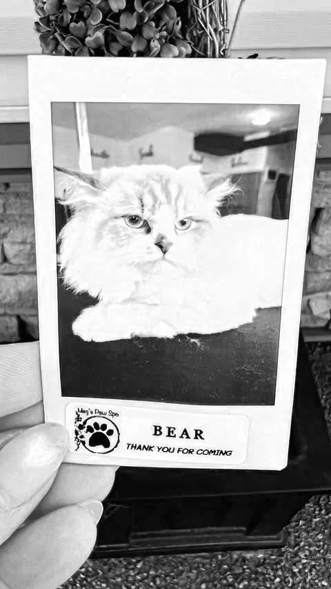 A black and white photograph of a fluffy cat with a serious expression, inside a wooden frame, held by a person's hand. The label at the bottom says "BEAR" with a paw print and the message "Thank you for coming."