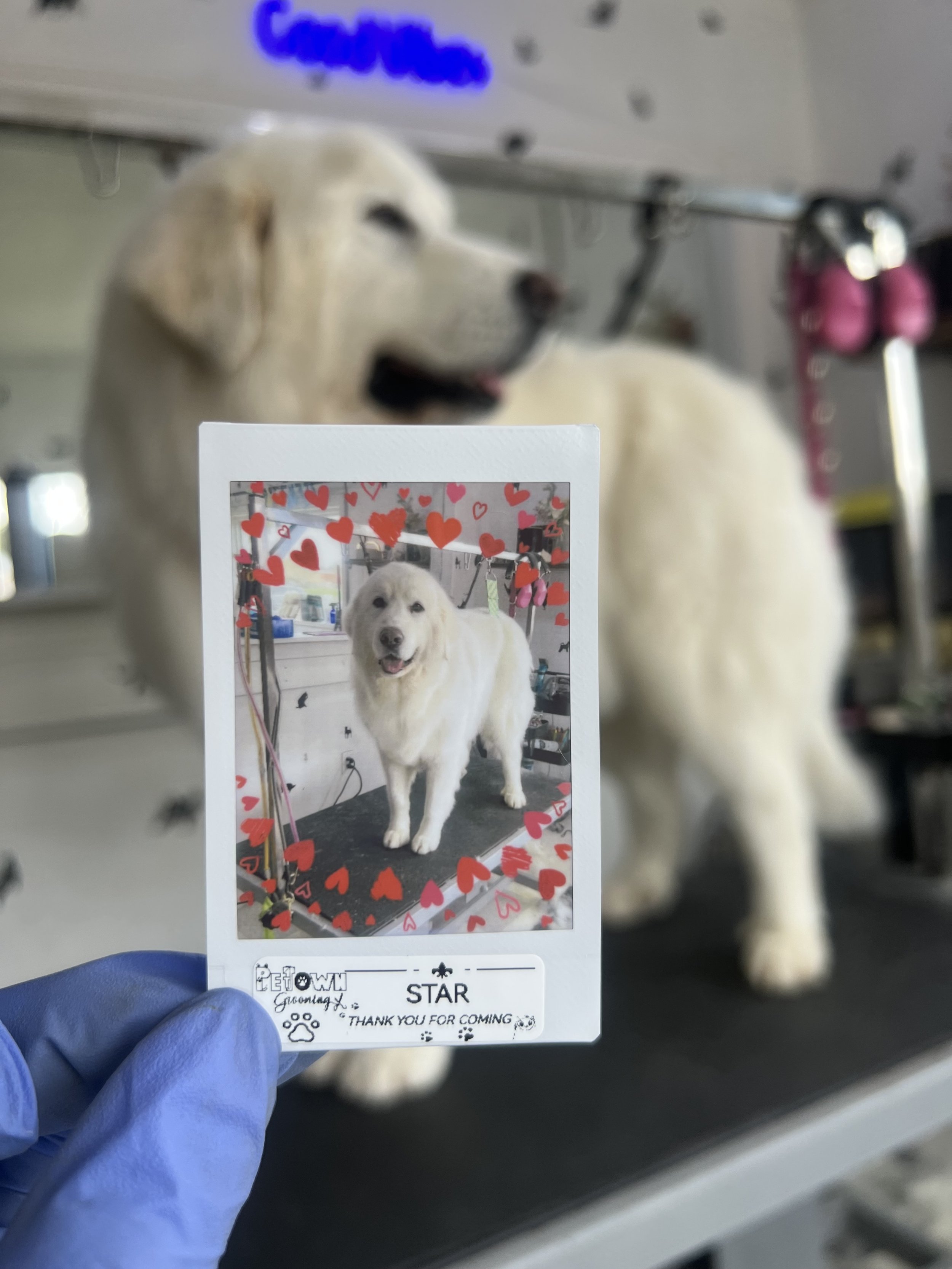 Dog Full Grooming