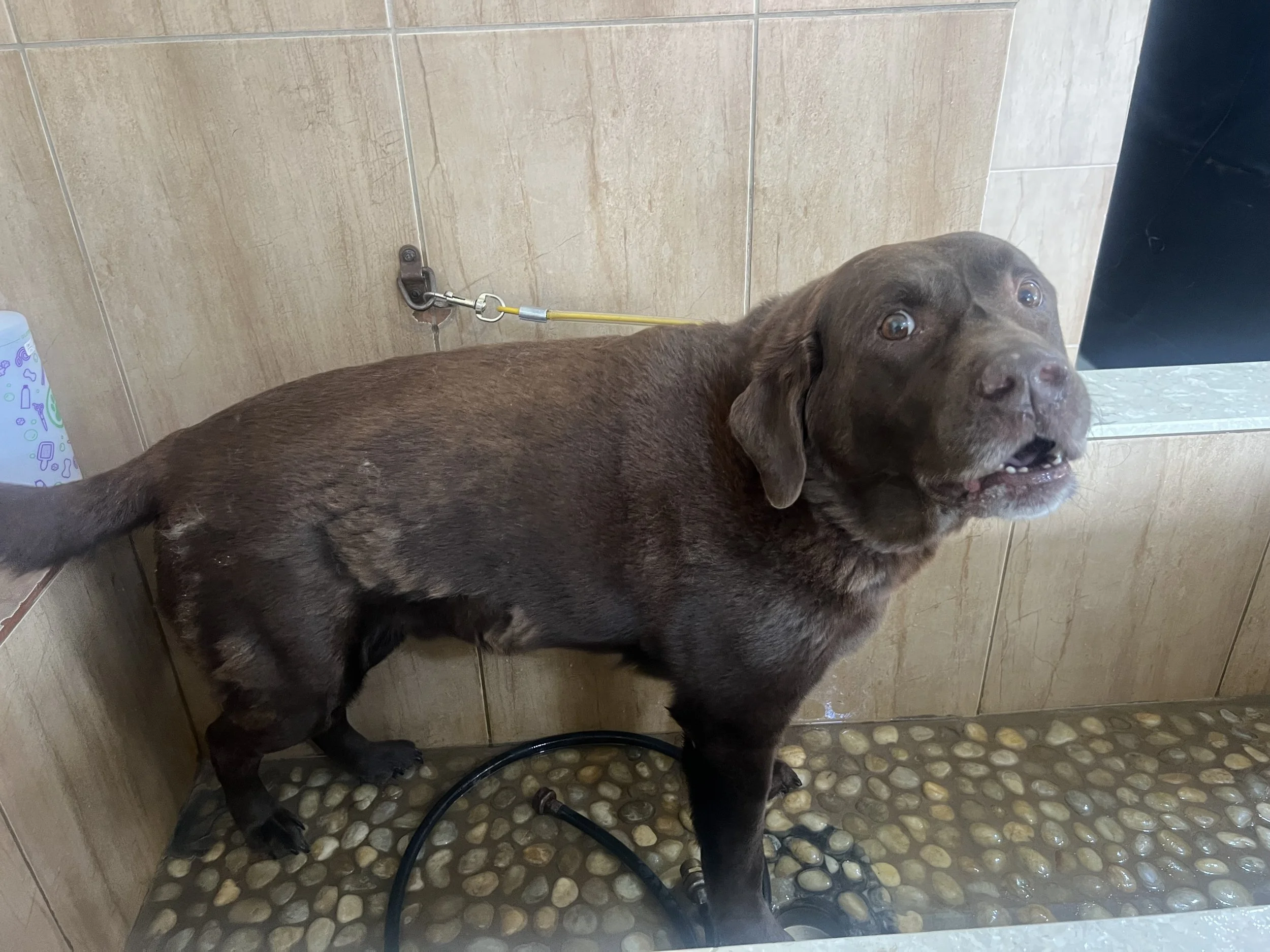 Chocolate lab before dog bath and deshedding service begins at our paw spa