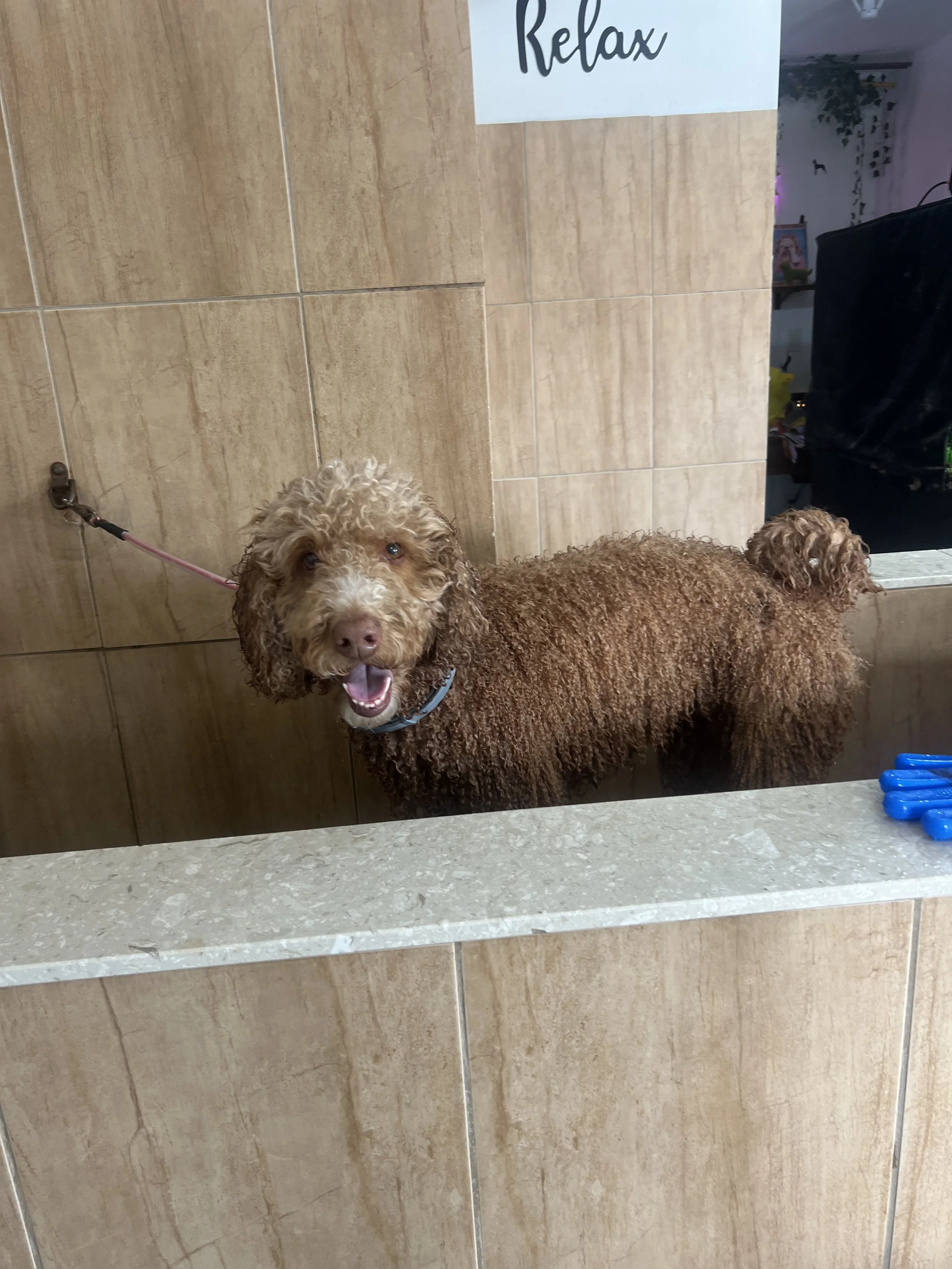Doodle getting a bath at Pet Town Grooming