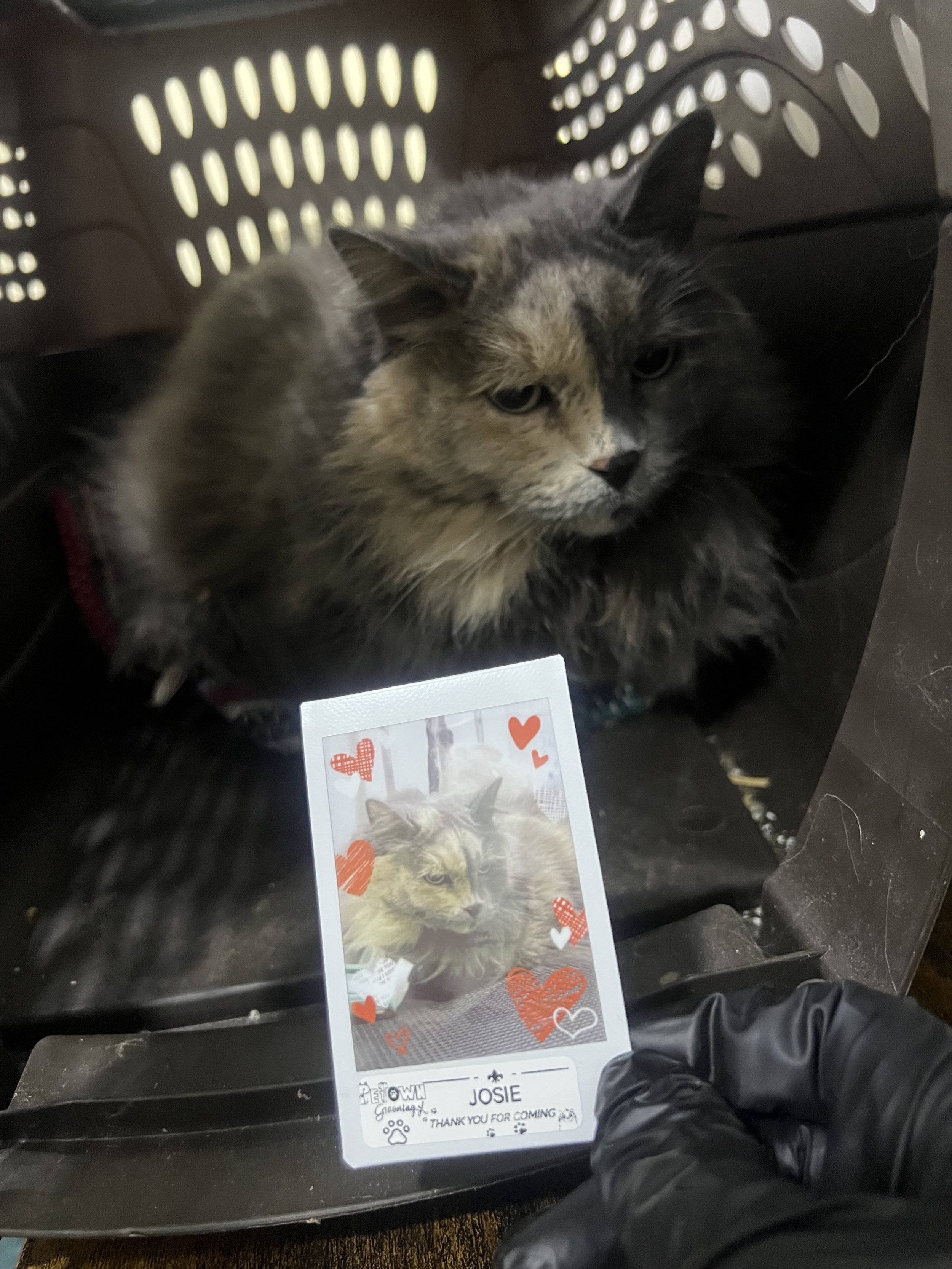 Aggressive cat after getting groomed with polaroid picture souvenir