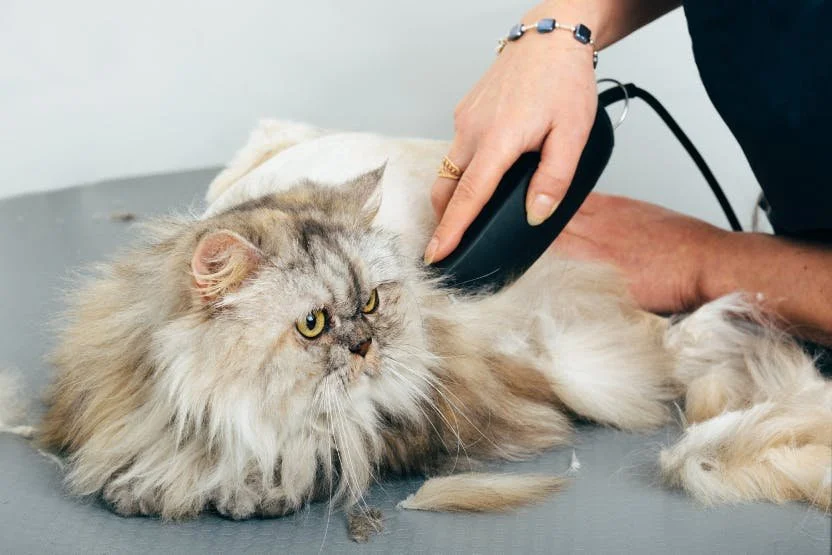 cat grooming.jpg