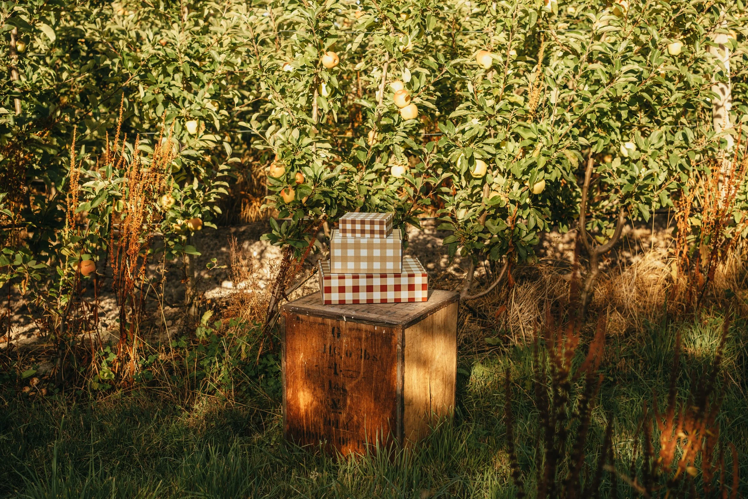 Three checkered boxes stacked on a wooden crate in front of apple trees at an orchard during daytime.