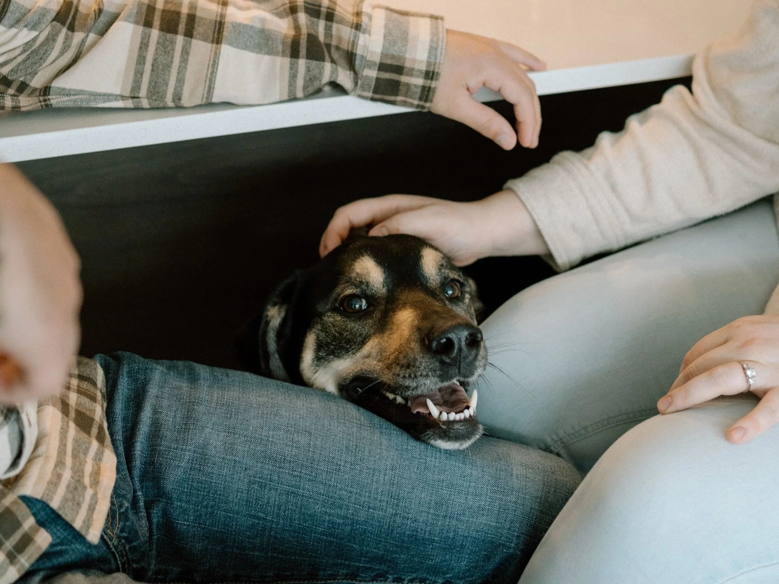 A black and tan dog resting its head on a person's lap, with people petting the dog and reaching towards it.