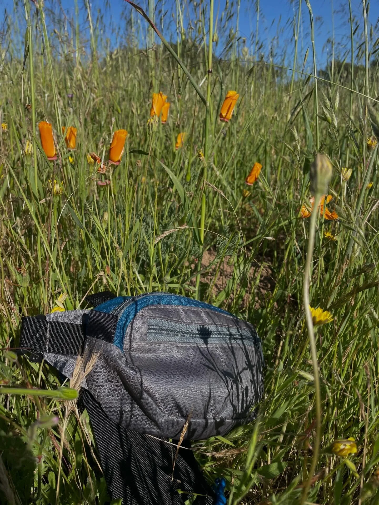 Just an afternoon run/hike with a dog and a Panorama hip pack. Got it packed up with a multi tool in case Mango gets tangled up in some fishing line or something, poo bags, a wind shirt since it&rsquo;s April, and my phone so I can take flower pics a