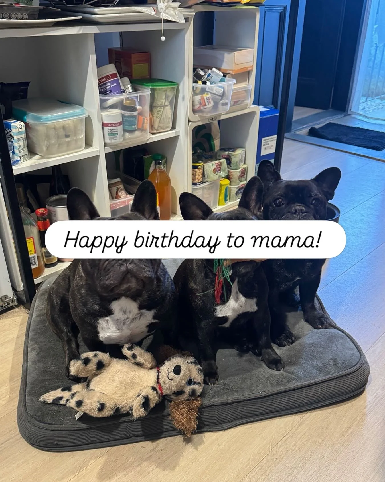 Happy birthday pose! From Hobo, Asha and Cosmo