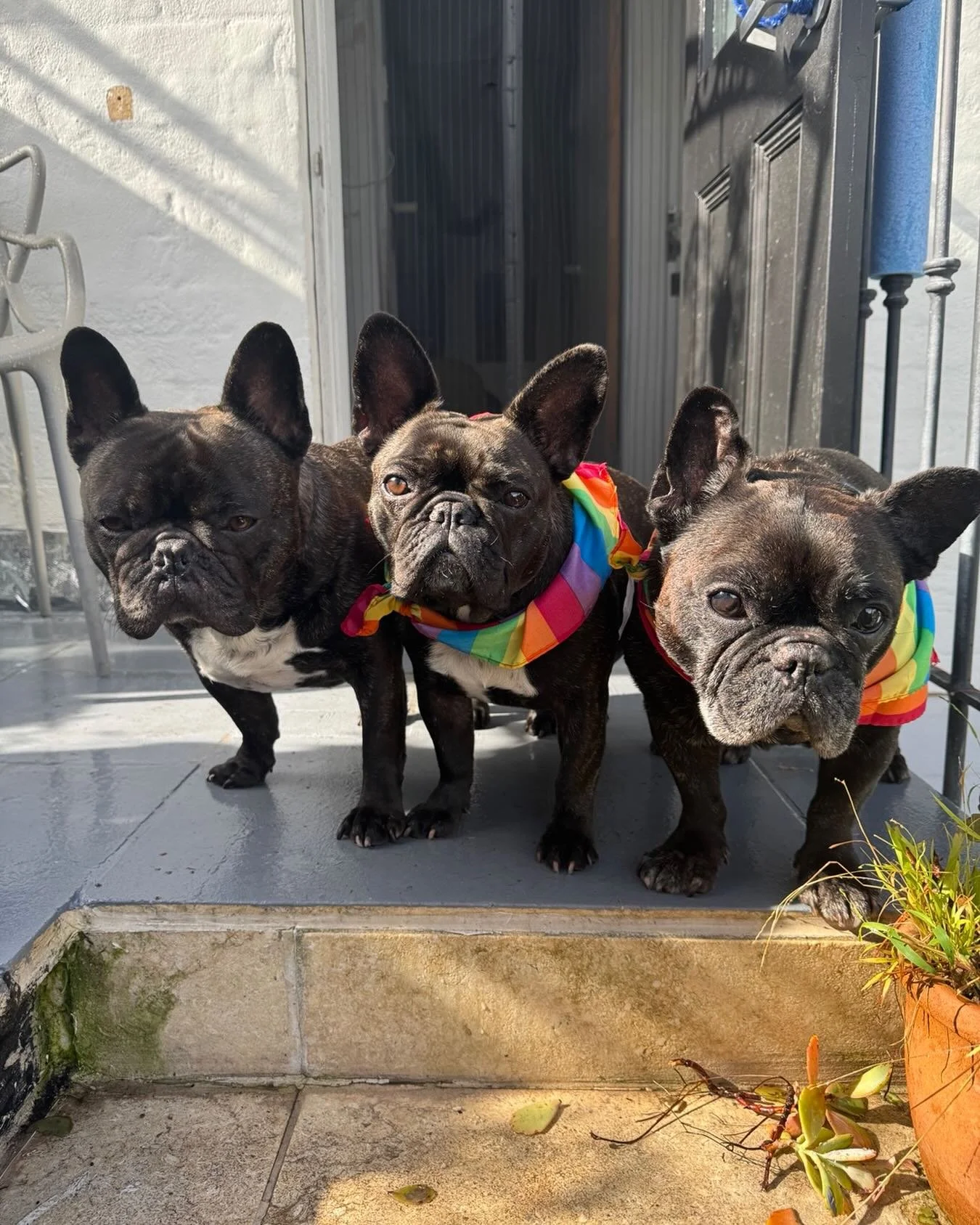 Cosmo, Asha and Hobo say chill out world! It&rsquo;s Sunday in Surry Hills NSW