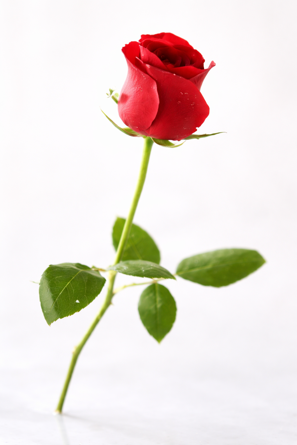 Single Rose (Add-On Only)