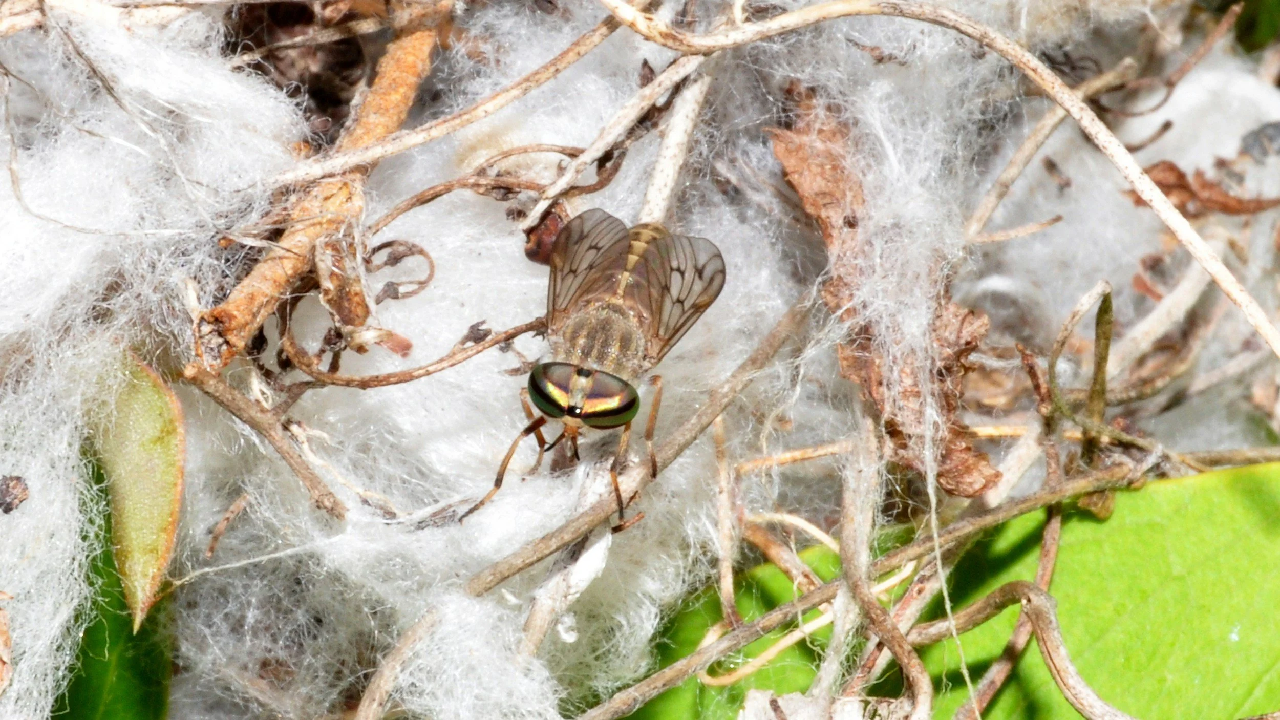 Close-up of a fruit fly resting on a nest of twigs, leaves, and white silk-like material.