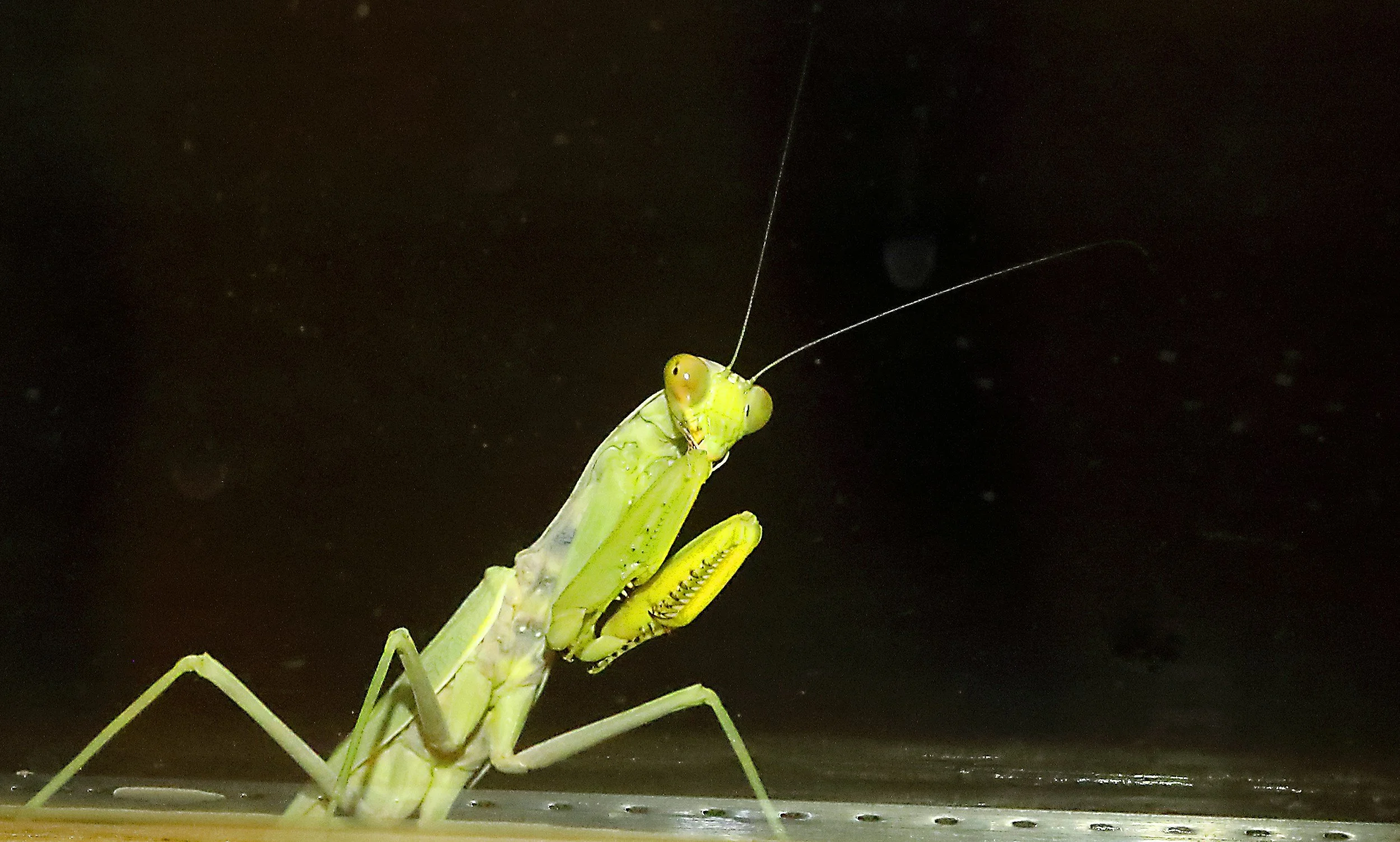 Close-up of a green praying mantis with long antennae against a dark background.