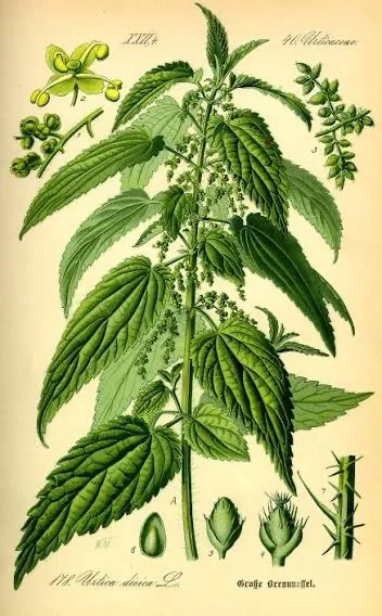 Wikipedia drawing of all growth stages of Nettles (From seed to plant)