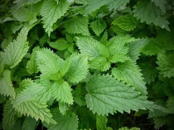 The plant leaves of Nettles