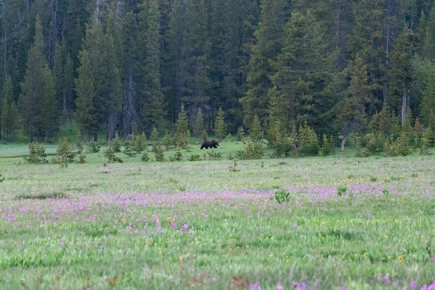 Grizzly Crossing a Field of Flowers