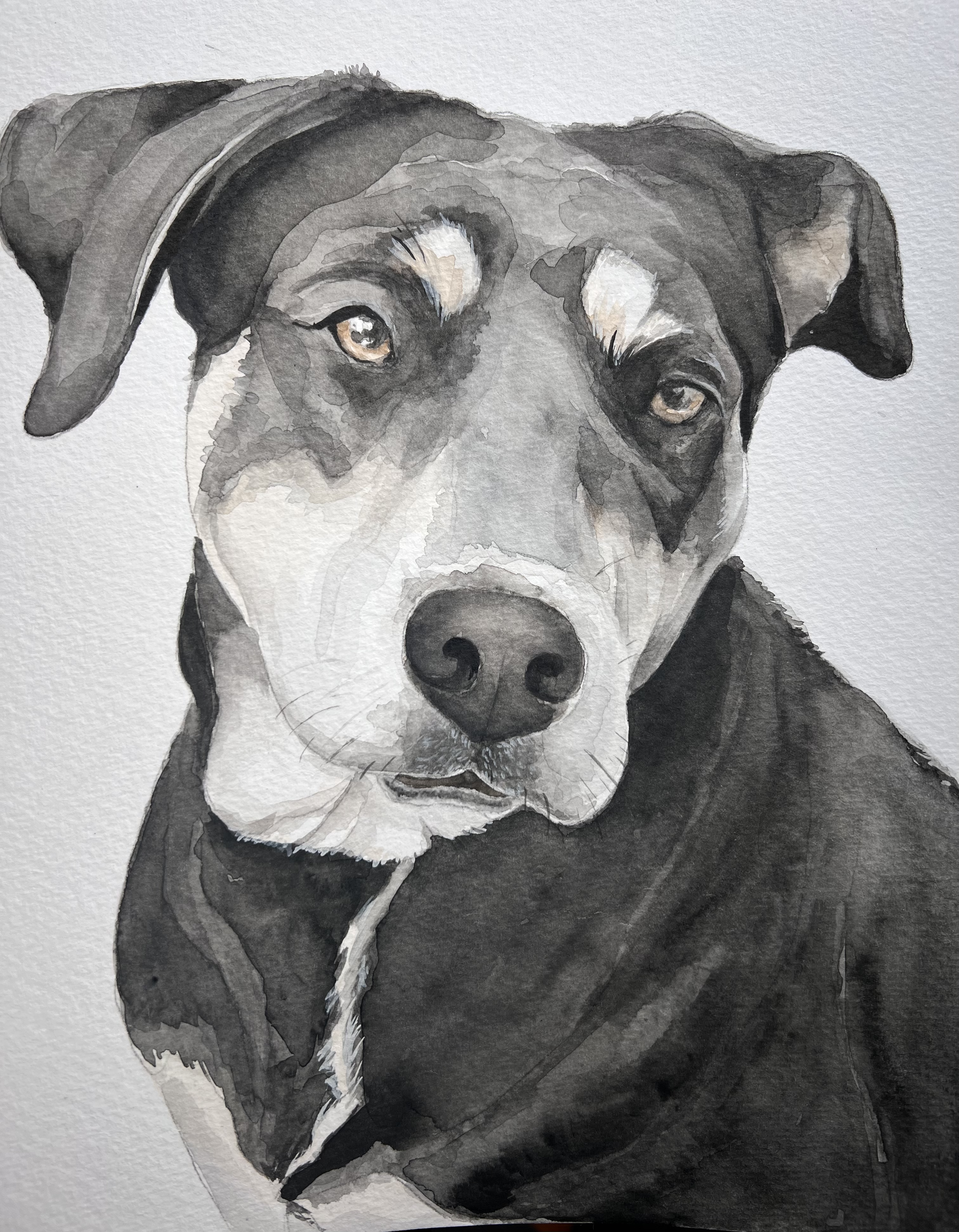 Watercolor painting of a black and white dog with a white stripe on its face, brown eyes, and a black coat, looking directly at the viewer.