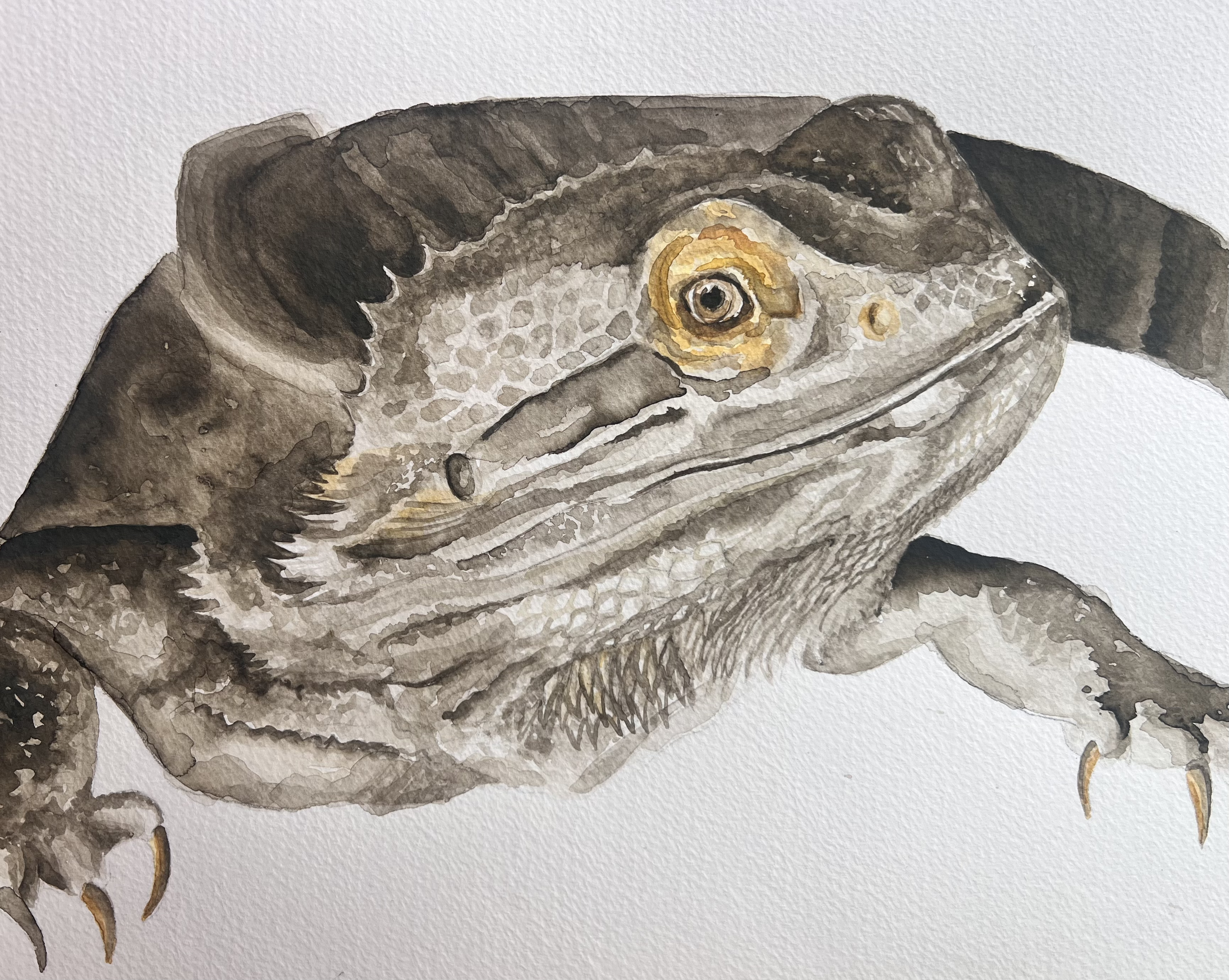 Watercolor painting of a crocodile, showing its head and part of its body with detailed scales and sharp claws.