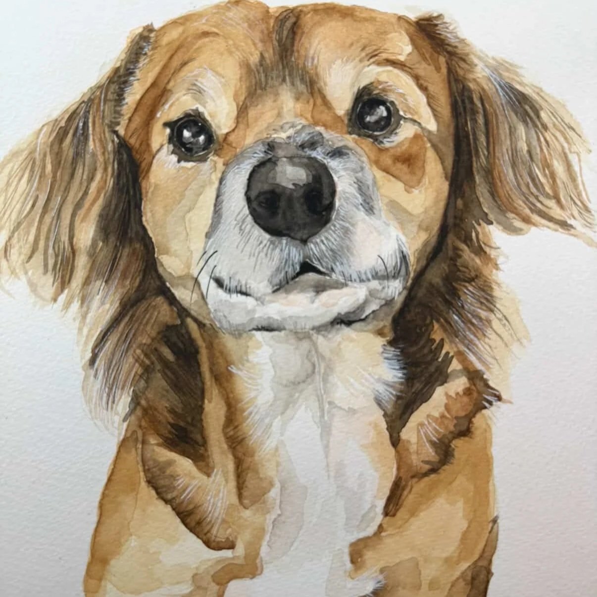 Tiki the rescue dog in watercolor on a white background