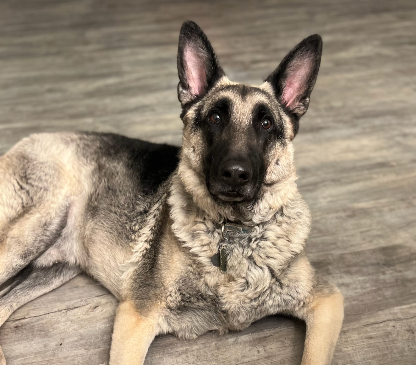 A German Shepherd dog lying on a wooden floor, looking directly at the camera.