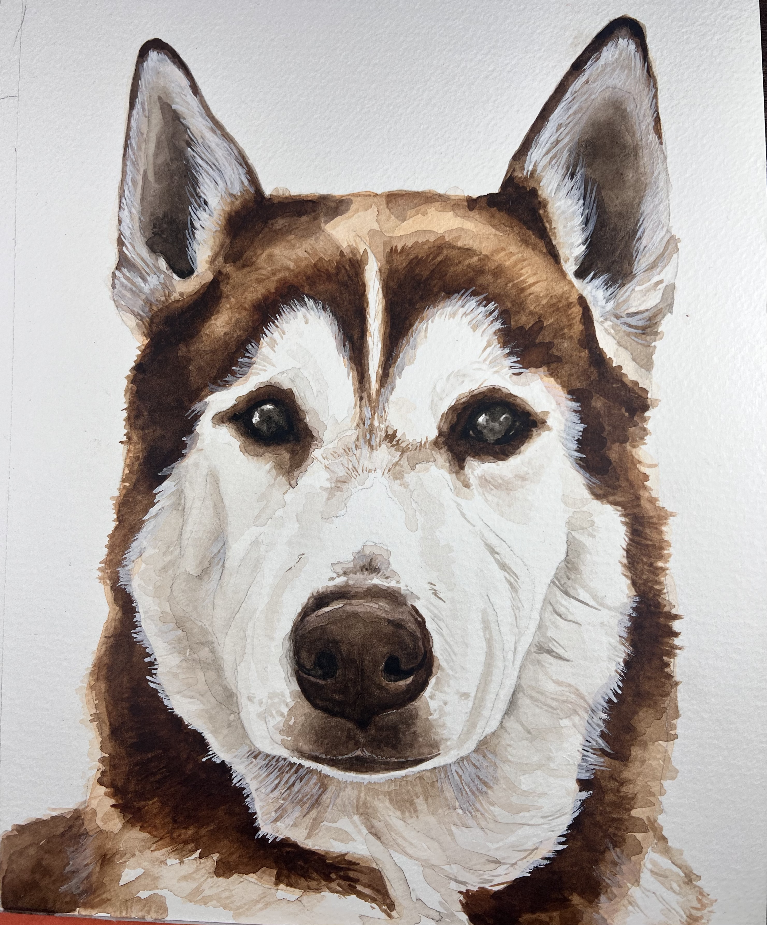 Watercolor painting of a Siberian Husky dog with blue eyes, white and brown fur, and upright ears.