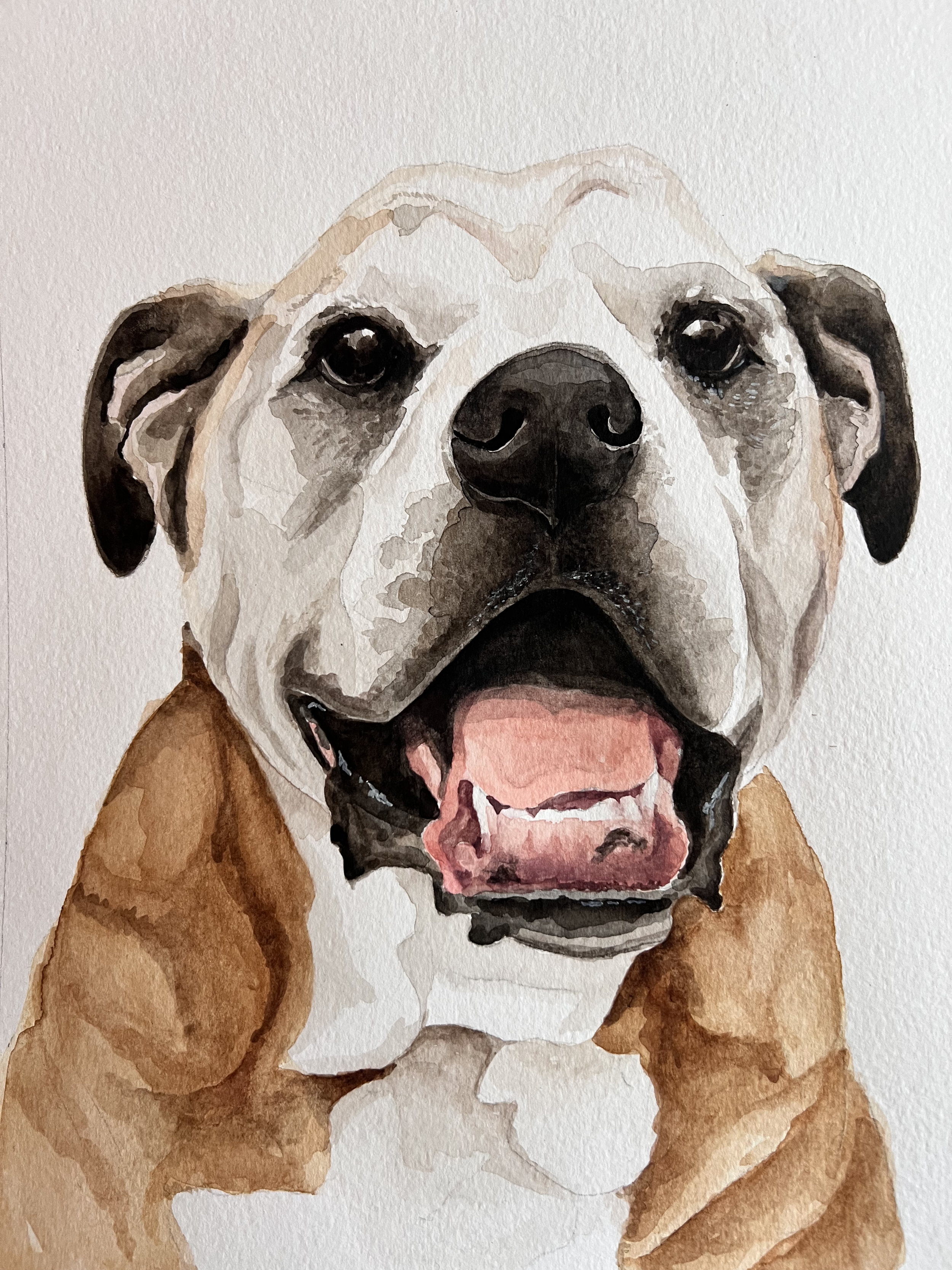 Watercolor painting of a brown and white dog with black facial markings, open mouth, showing tongue and teeth, against a light background.