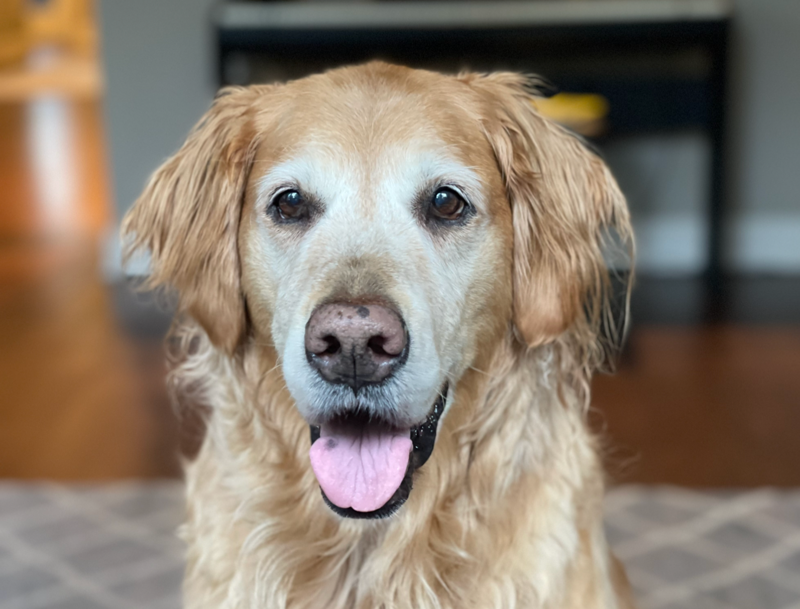 A golden retriever dog with a pink tongue out, sitting indoors with a blurred background.
