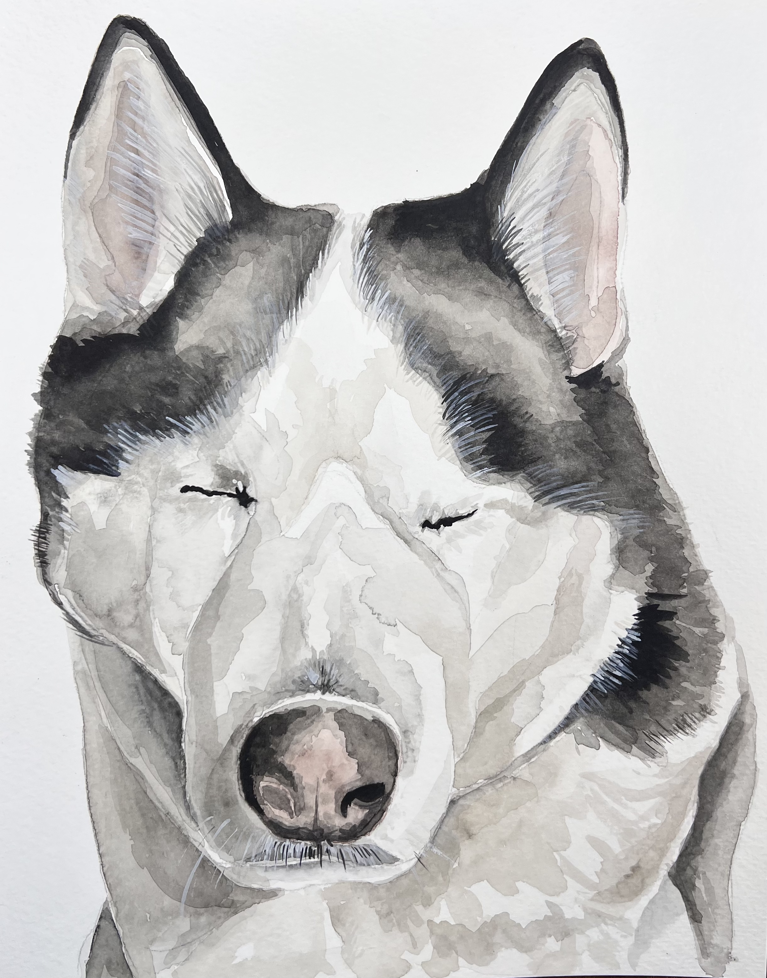 Watercolor painting of a Siberian Husky dog with closed eyes.