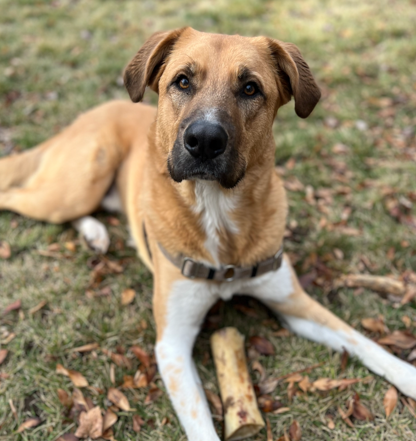 A tan and white dog lying on grass with fallen leaves, looking at the camera.
