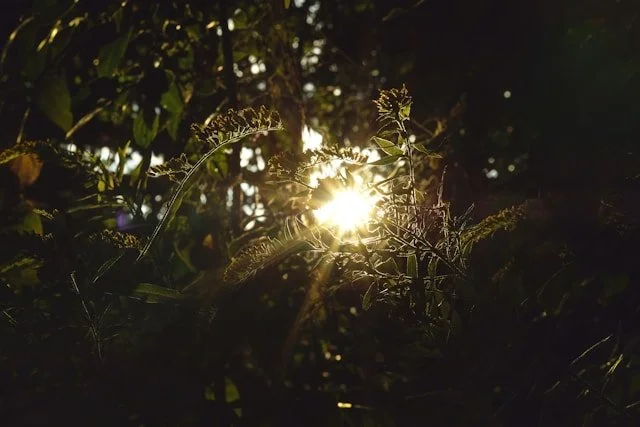 Bright sunlight breaks through dense leaves, creating a warm flare of light around the plants.