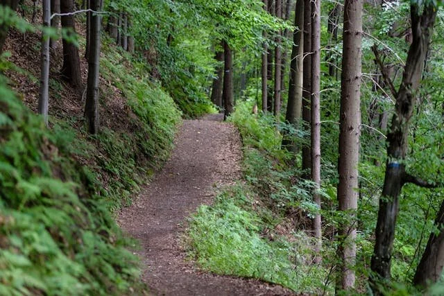 A narrow trail winds through tall trees and ferns, offering a quiet space to move slowly and breathe.