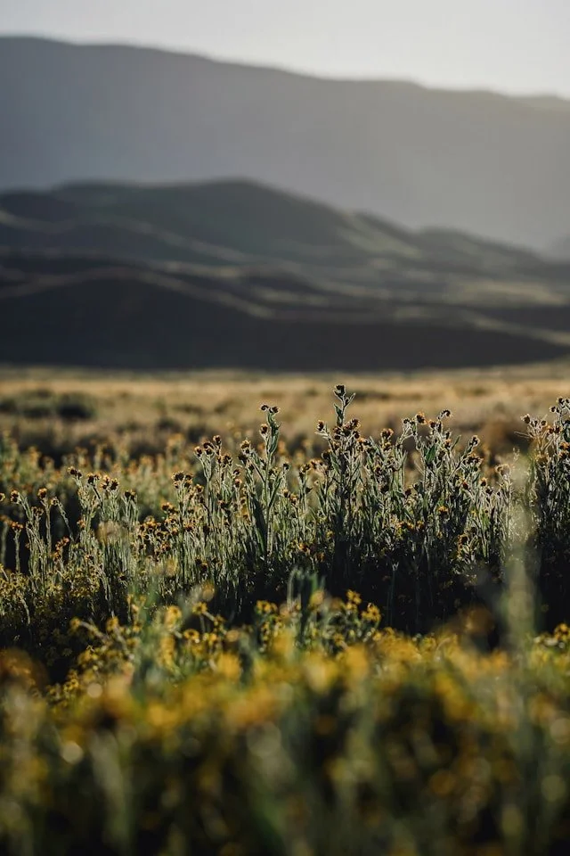 Golden wildflowers stand against layered hills and soft mountains, offering a quiet moment of openness and breath.