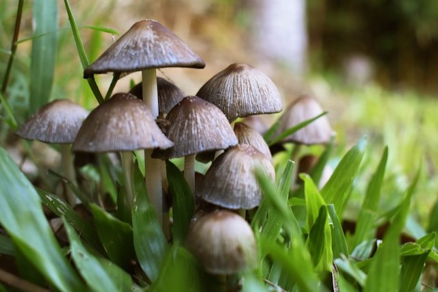 A cluster of small brown mushrooms growing among green grass.