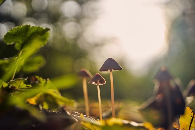 A close-up of small mushrooms growing among green leaves on a forest floor with sunlight shining through the background.