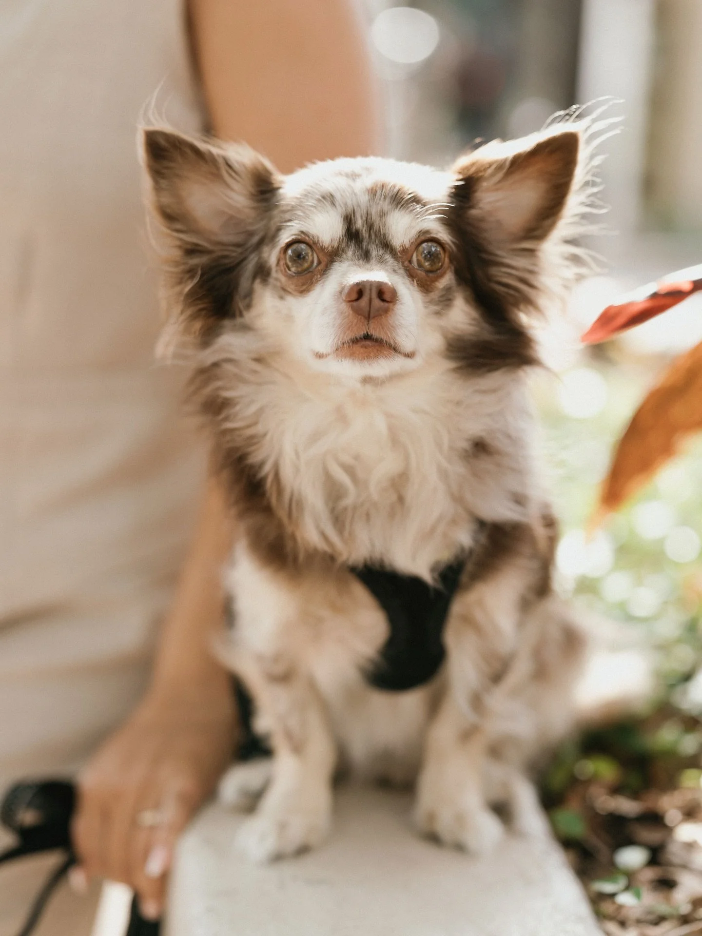 Logo model. Best friend. Wedding Pet Attendant enthusiast. Happy National Best Friends Day to Hugo. Obviously he thinks your dog should be at your wedding too. 🐾
.
.
.
.
#NationalBestFriendsDay #BestFriendsDay #WeddingDog #DogFriendlyWedding #buenop
