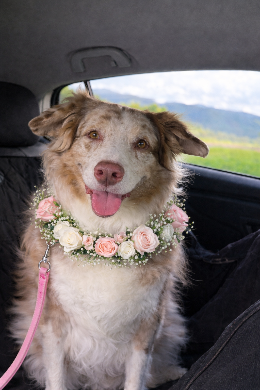 A happy Australian Shepherd dog wearing a pink and white floral collar, sitting in the back of a car.