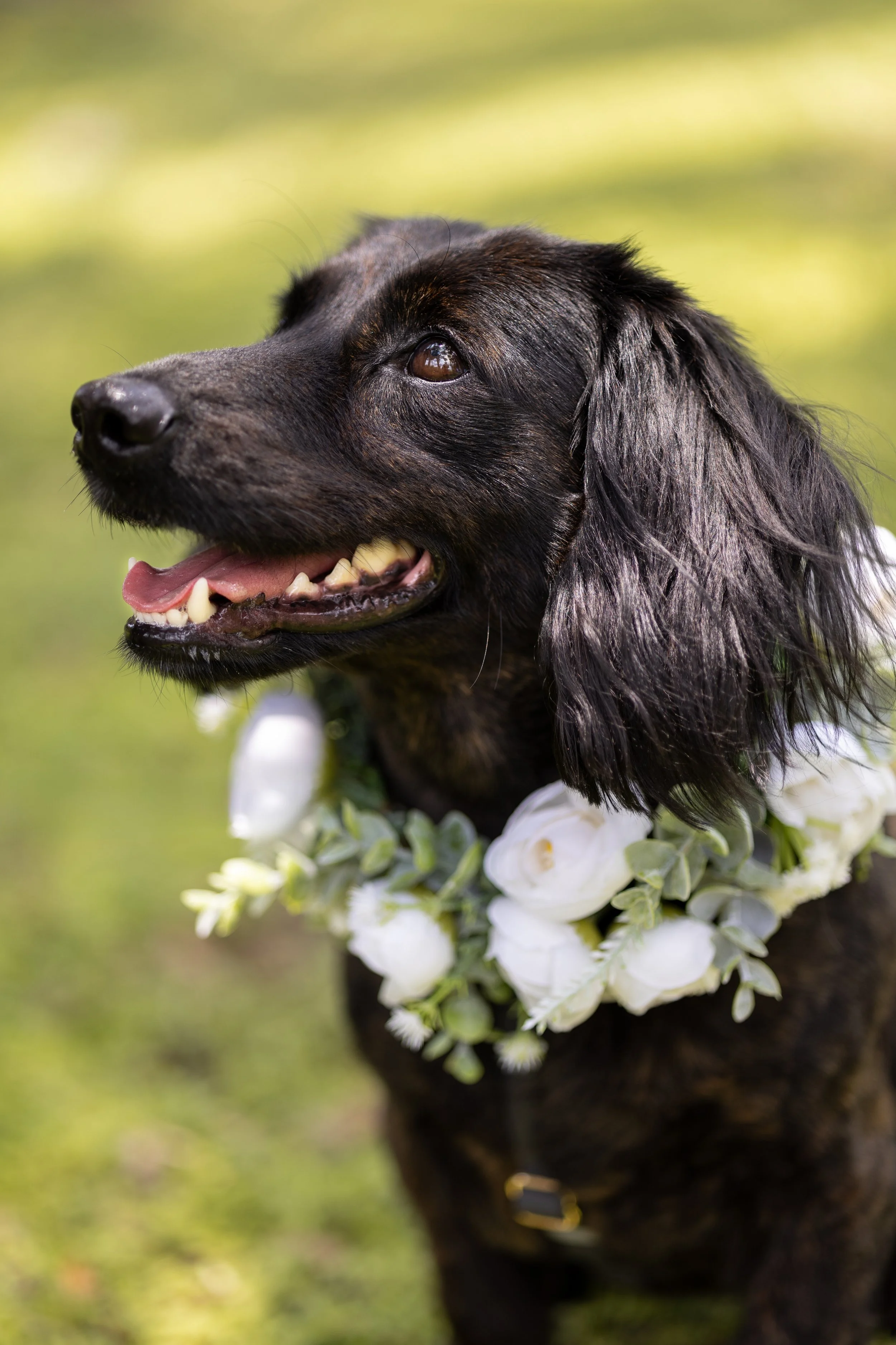 Close-up of a black dog with its mouth open, wearing a white flower collar outdoors.