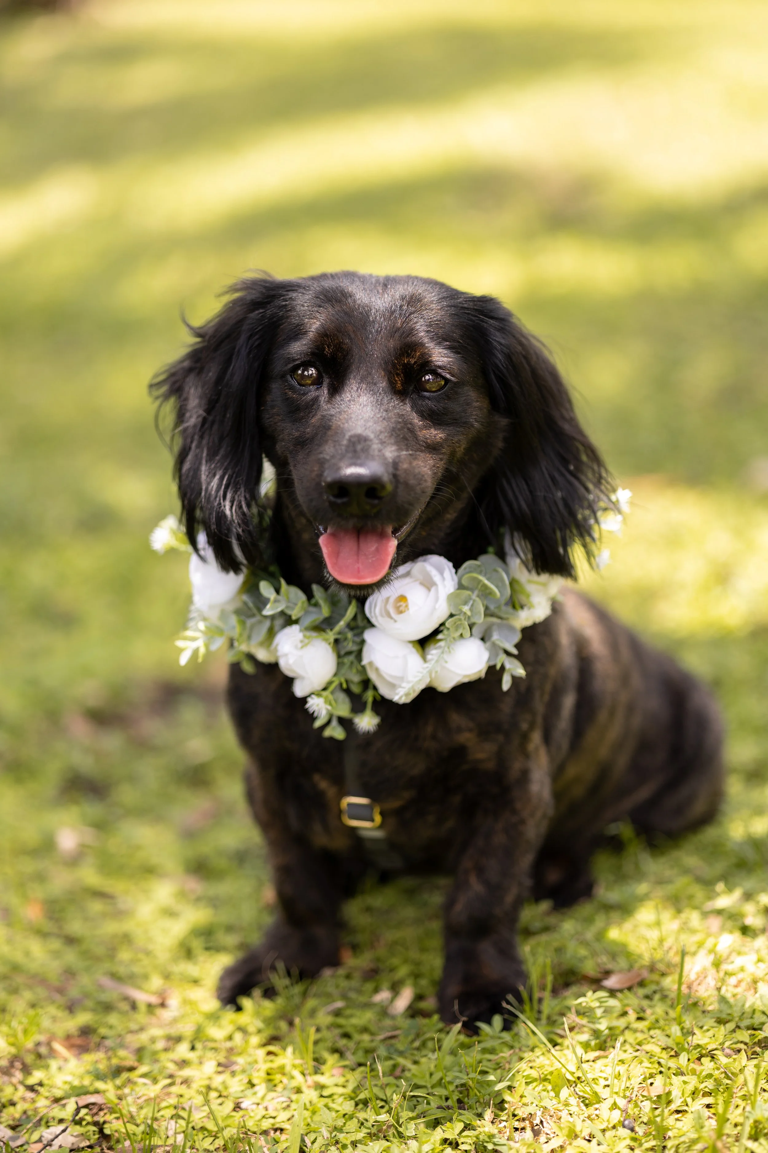 long haired dog in floral collar on wedding day