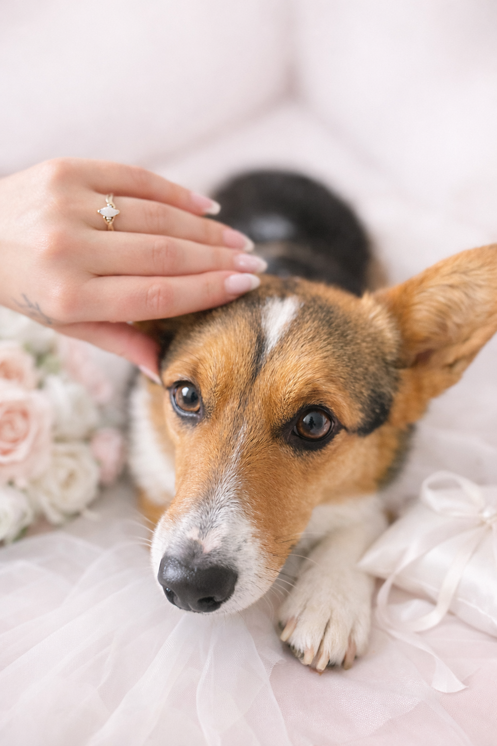 A person petting a dog with brown, black, and white fur, lying on a white surface with pink roses and a white ribbon nearby.