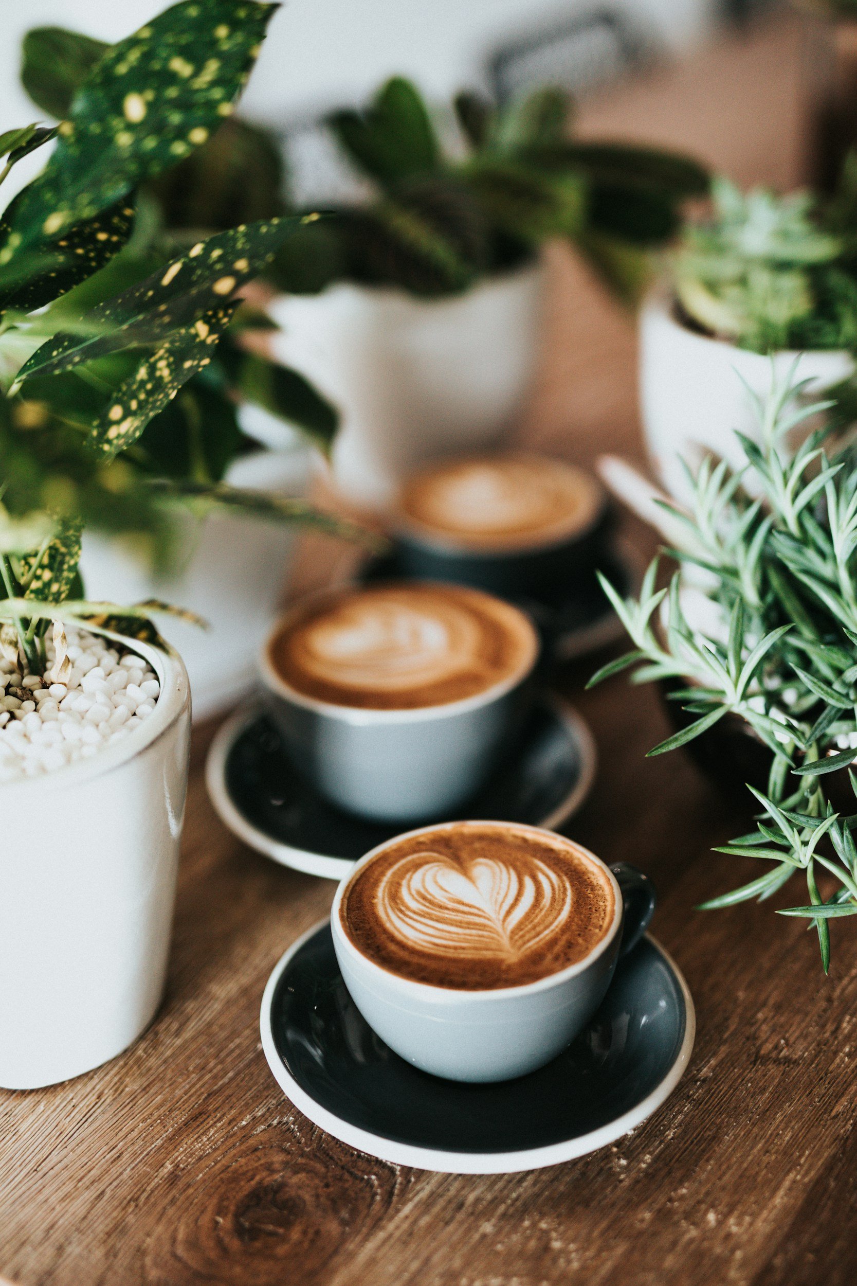 Three cups of coffee with latte art on a wooden table, surrounded by potted green plants.