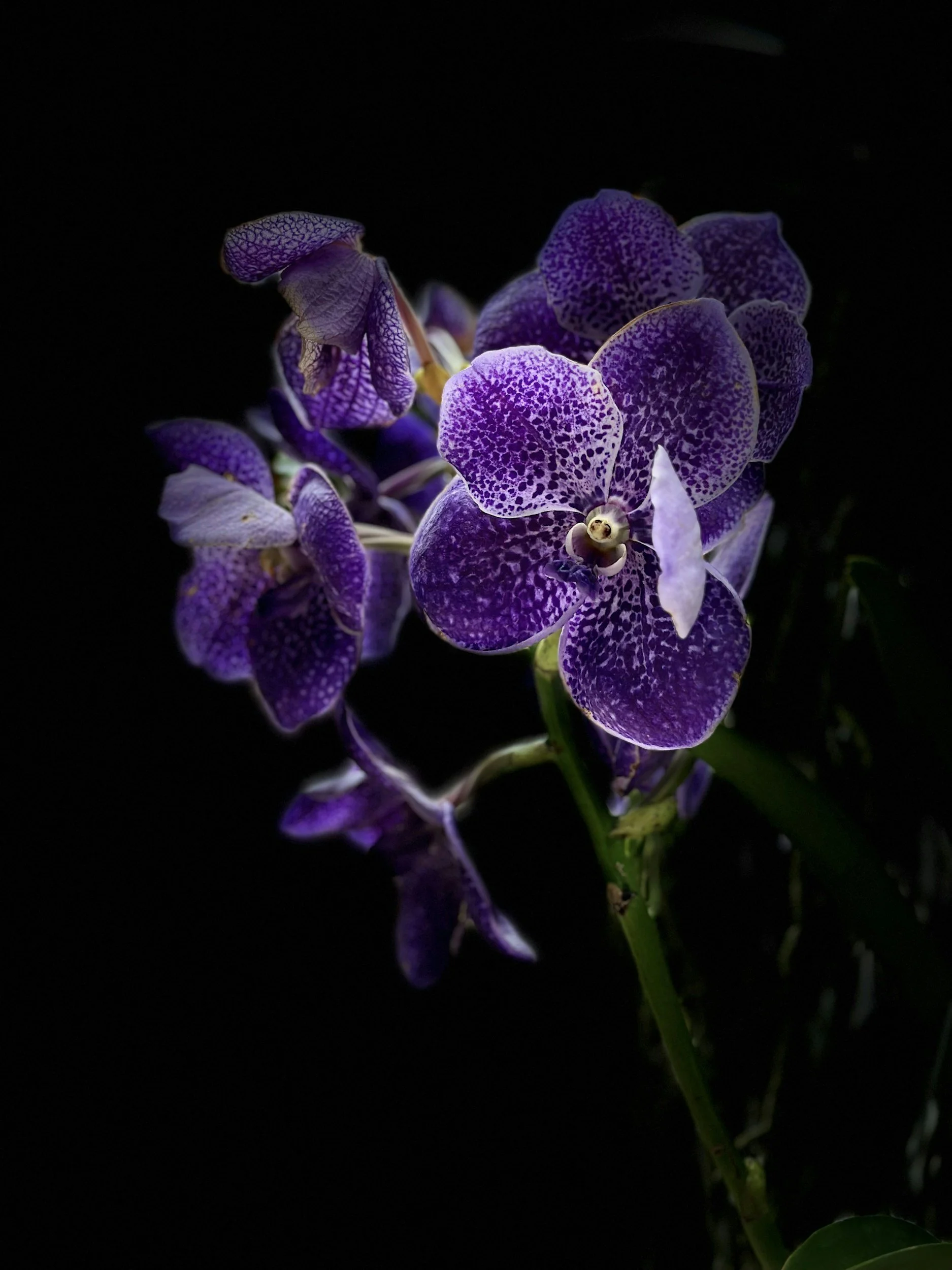 Close-up of a purple orchid flower with detailed speckled petals on a dark background.