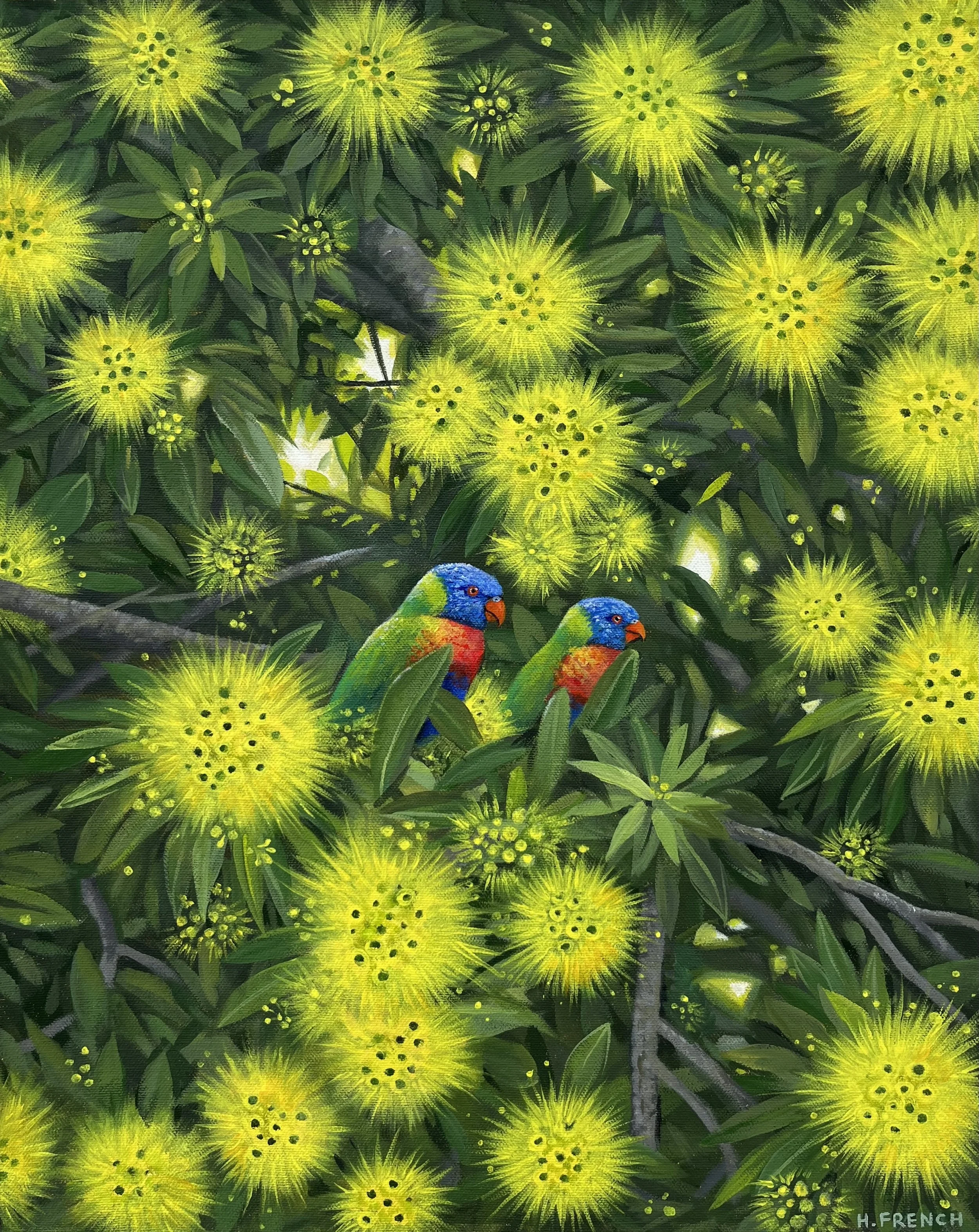 Lorikeets in the Penda Tree
