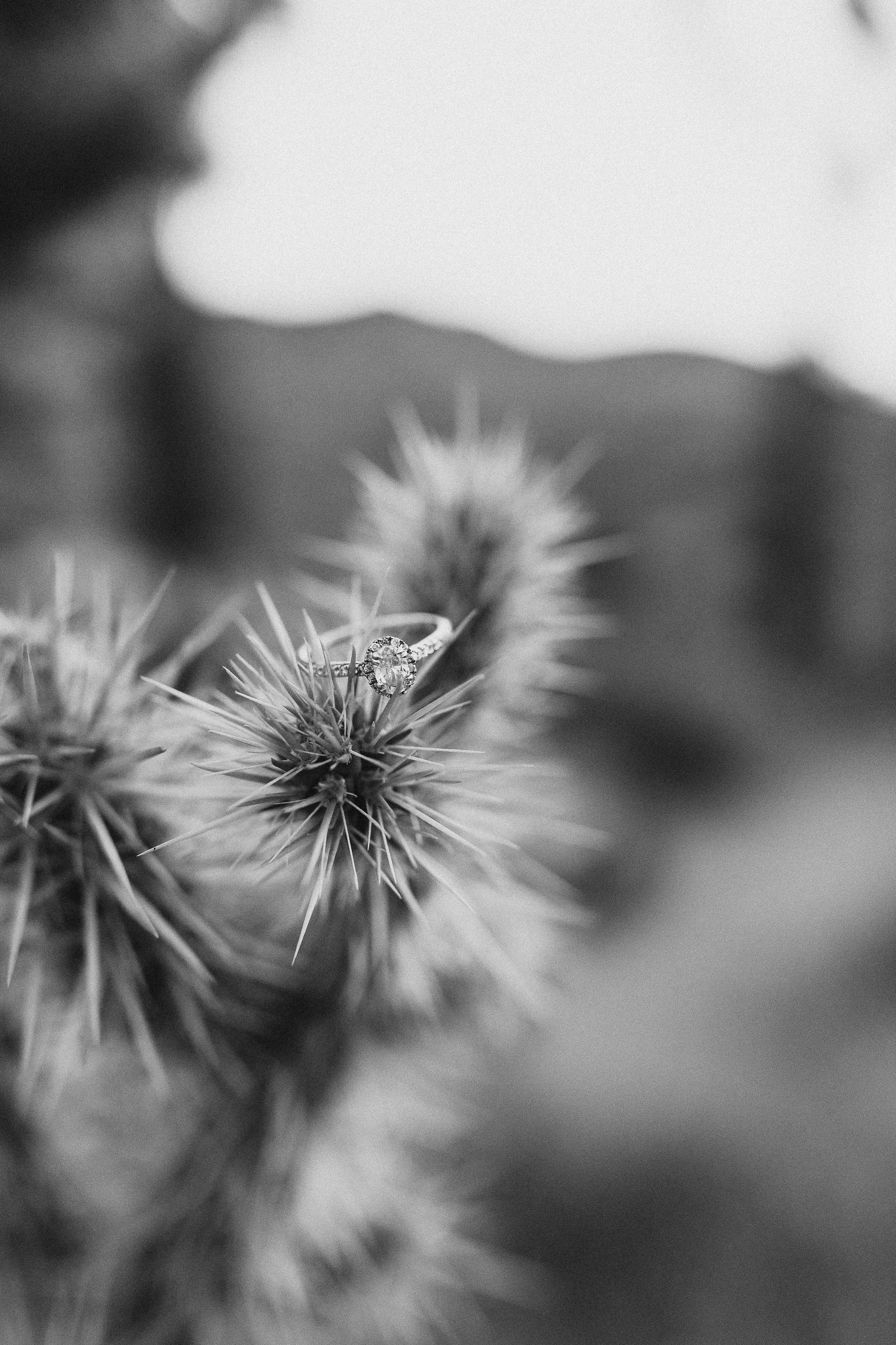 a black and white photo of an engagement ring on a Joshua tree in Joshua Tree National Park